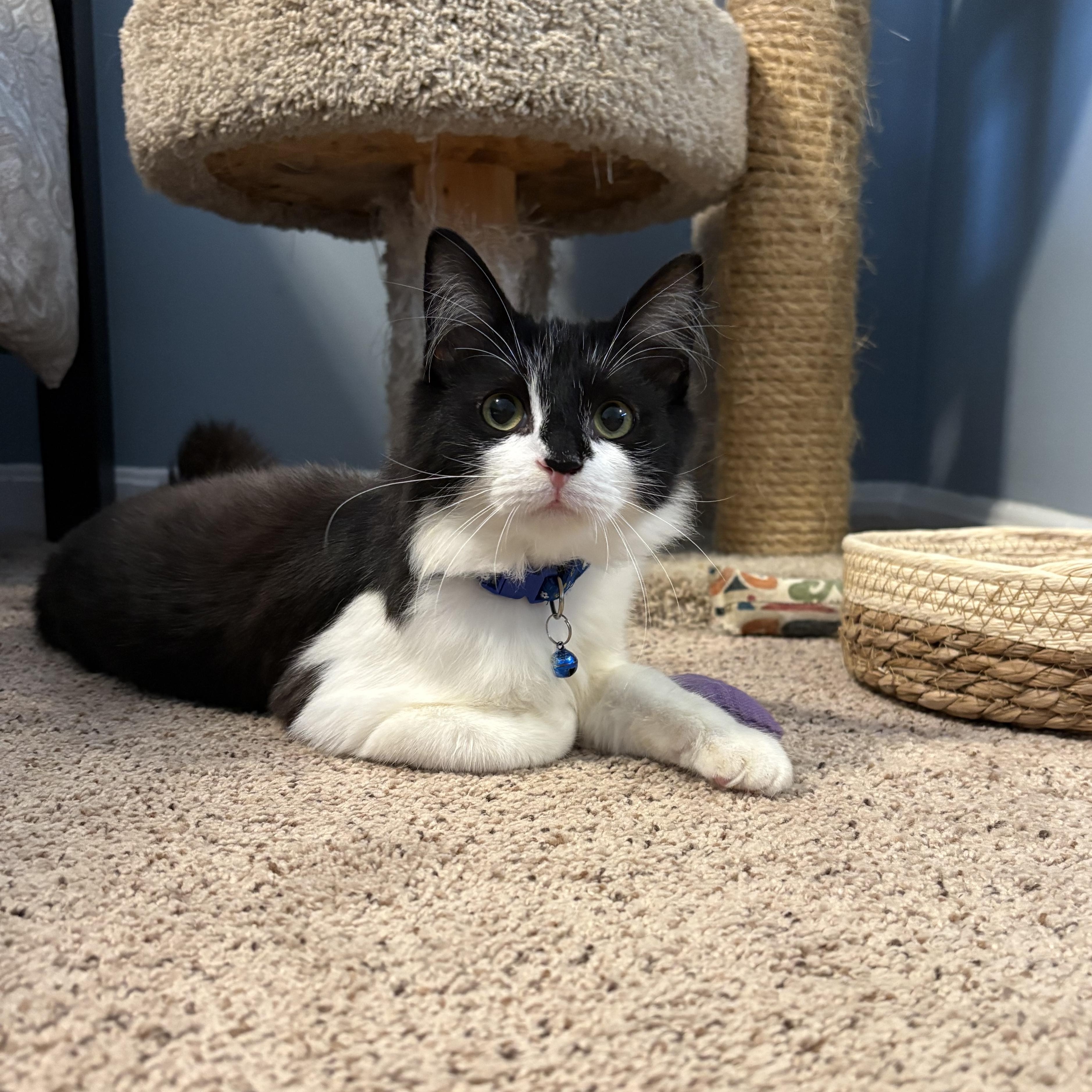 Enlarge Olive , an adoption pending mixed breed in Chesapeake Beach, MD image 6/6