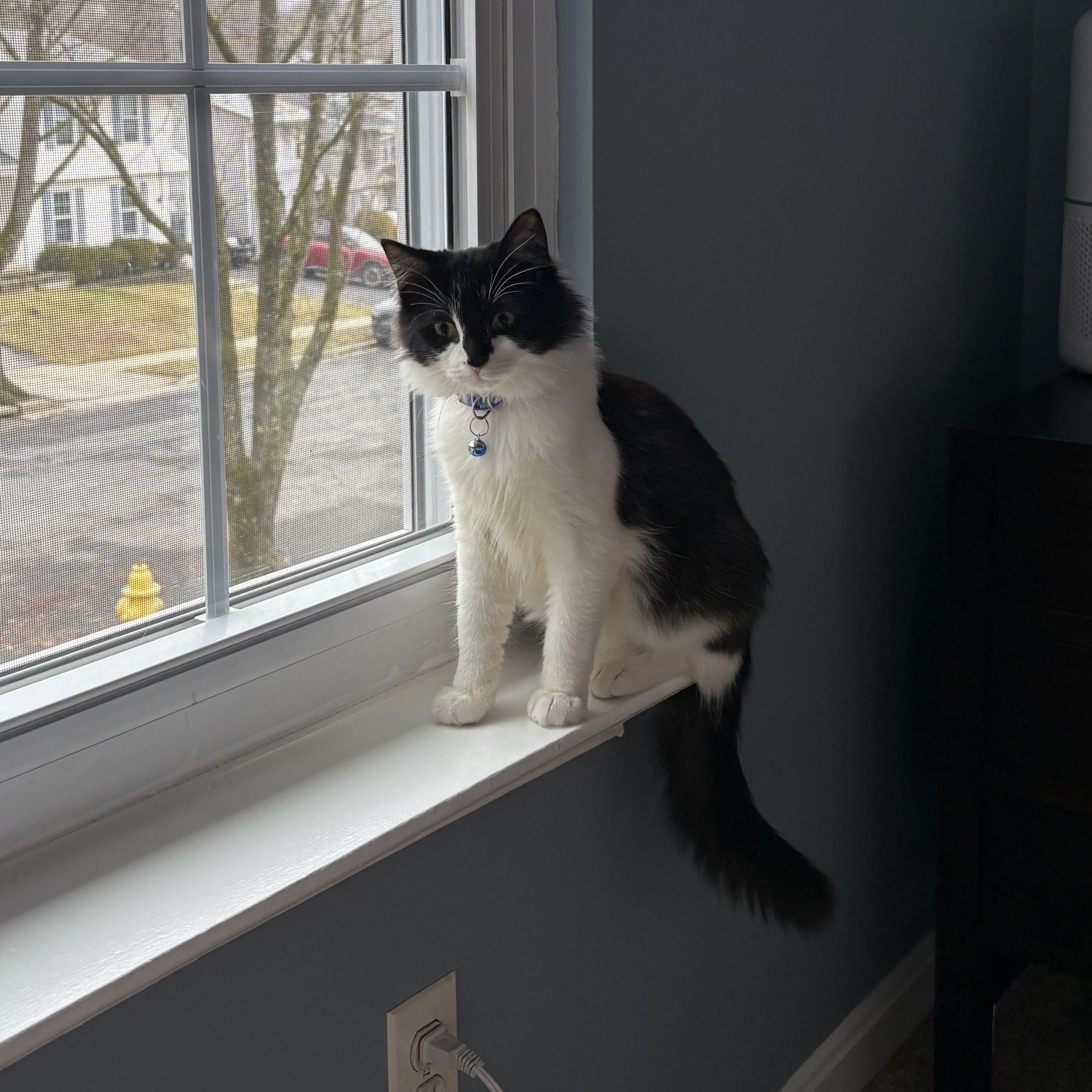 Enlarge Olive , an adoption pending mixed breed in Chesapeake Beach, MD image 5/6