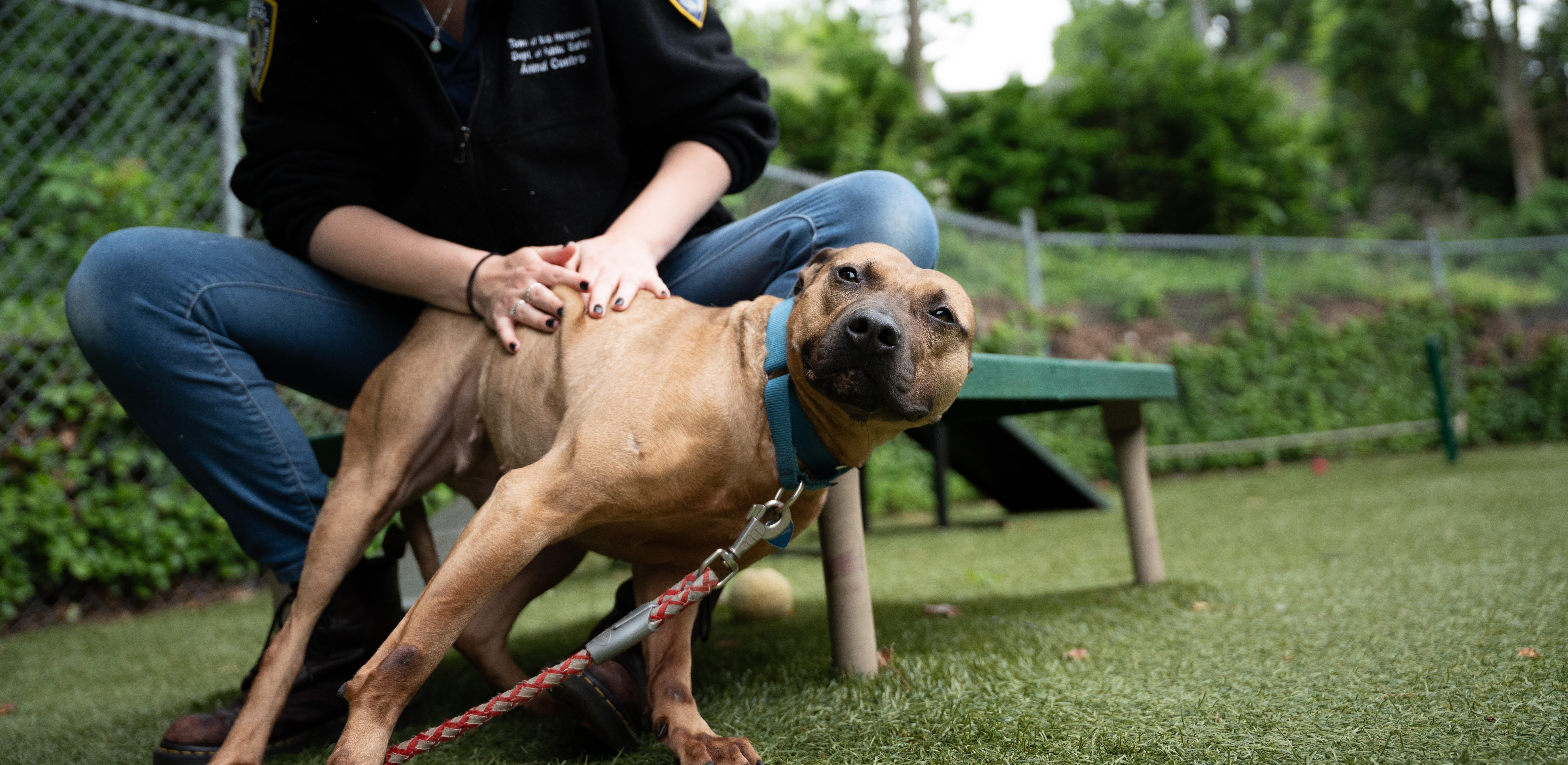 Gucci, Adoptable, Adult Female Pit Bull Terrier.