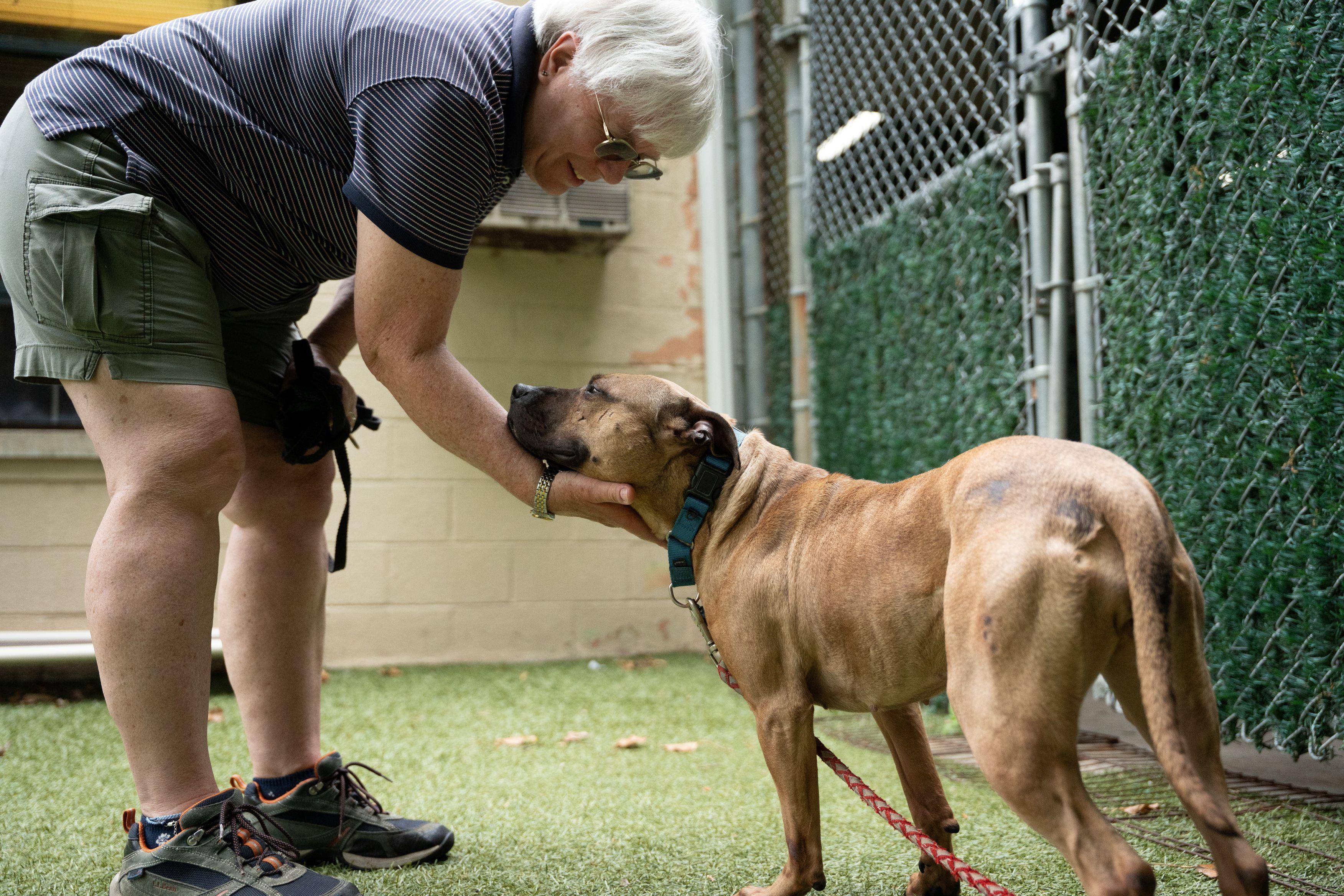 Enlarge Gucci, a Adoptable Pit Bull Terrier in Port Washington, NY image 6/6