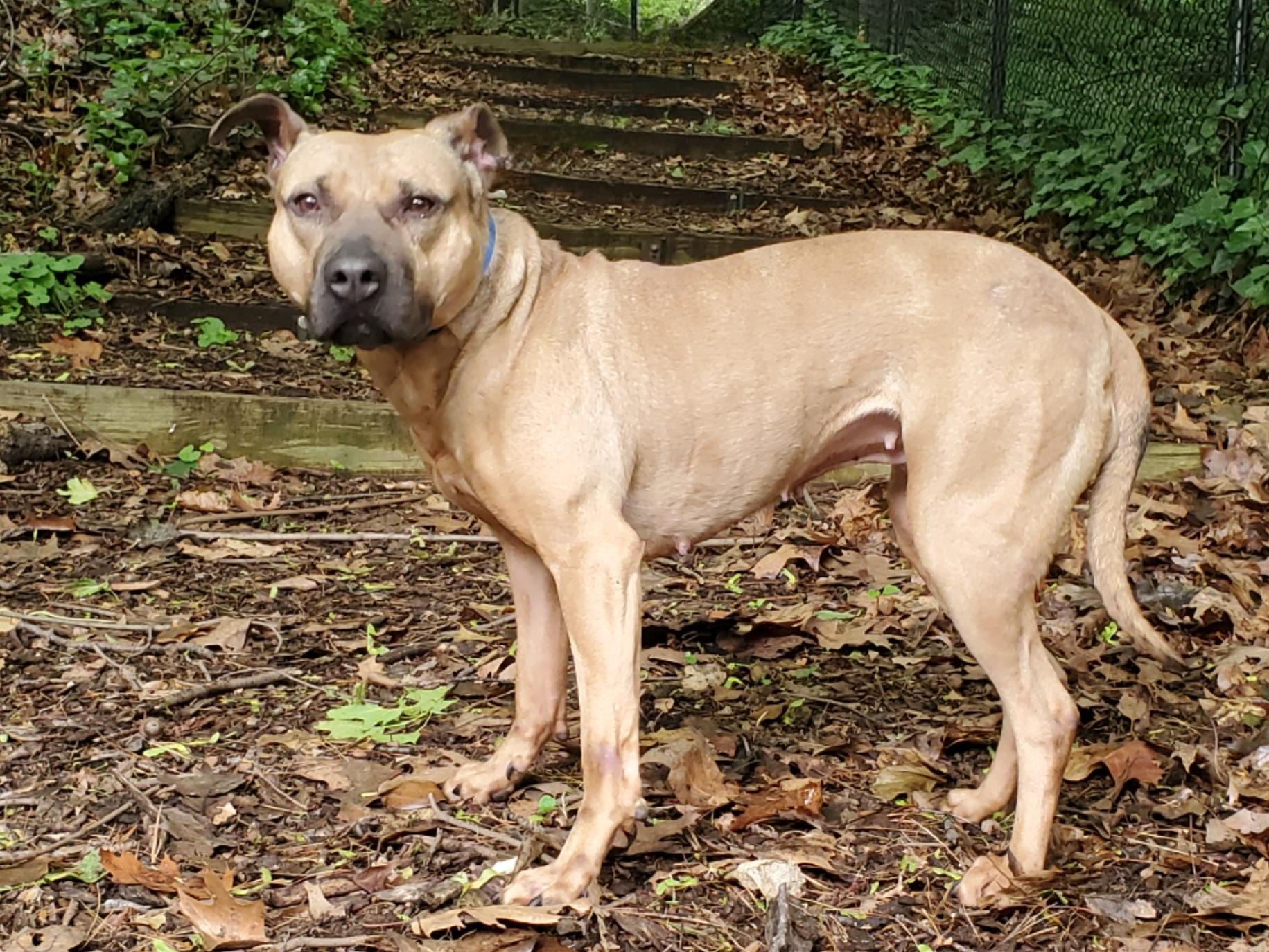 Gucci, Adoptable, Adult Female Pit Bull Terrier.