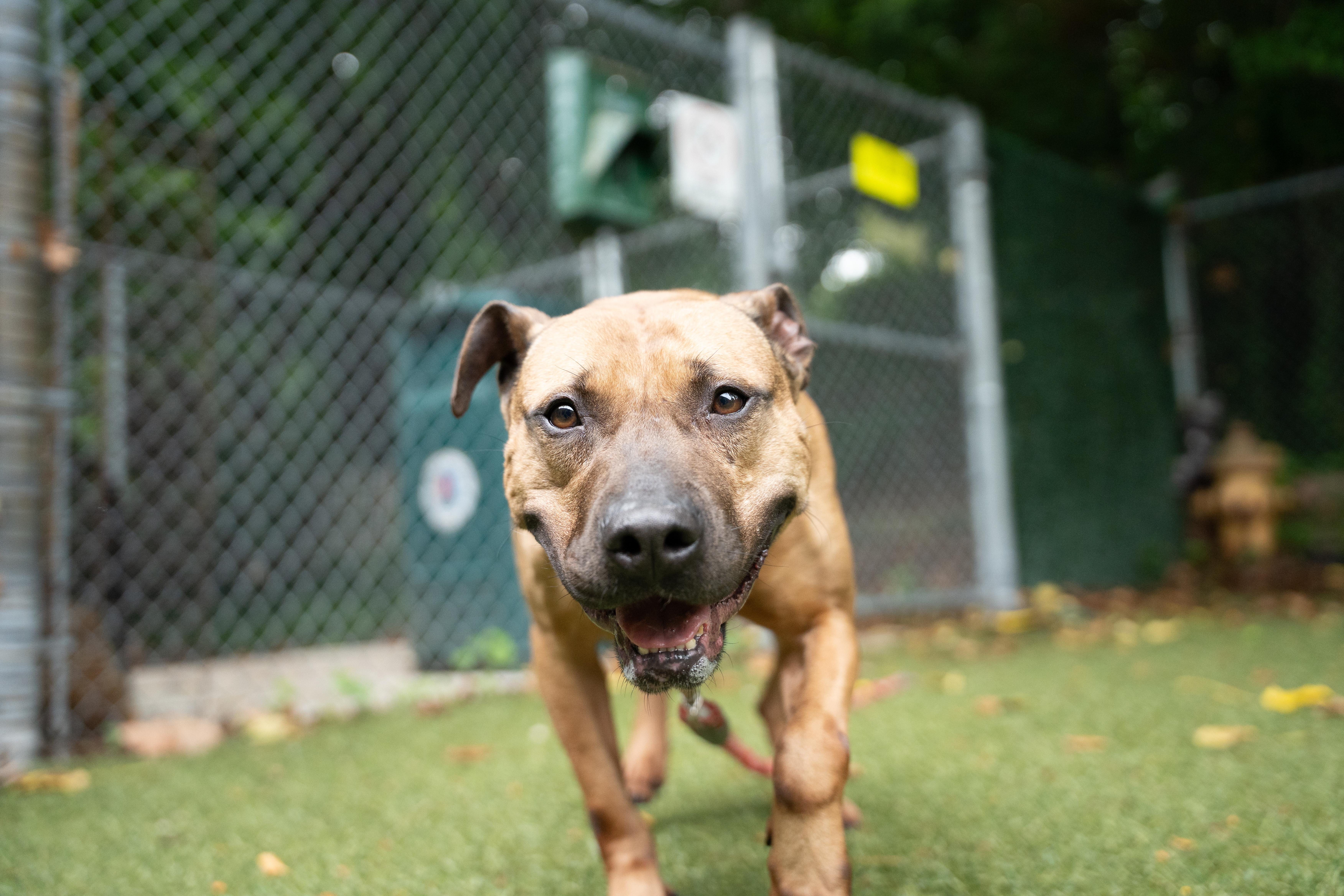 Enlarge Gucci, a Adoptable Pit Bull Terrier in Port Washington, NY image 2/6