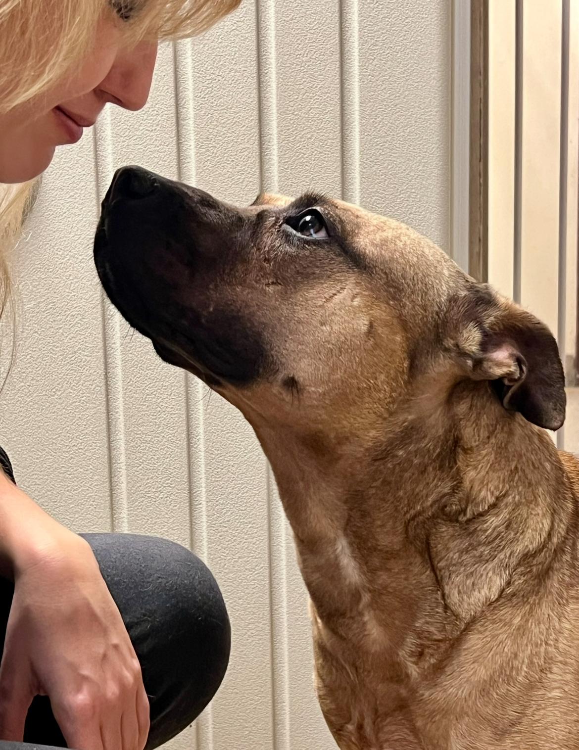 Enlarge Gucci, a Adoptable Pit Bull Terrier in Port Washington, NY image 4/5