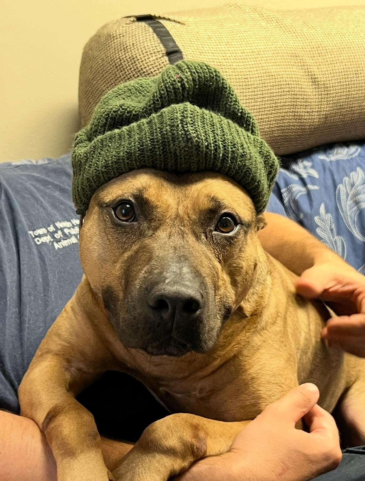 Gucci, Adoptable, Adult Female Pit Bull Terrier.