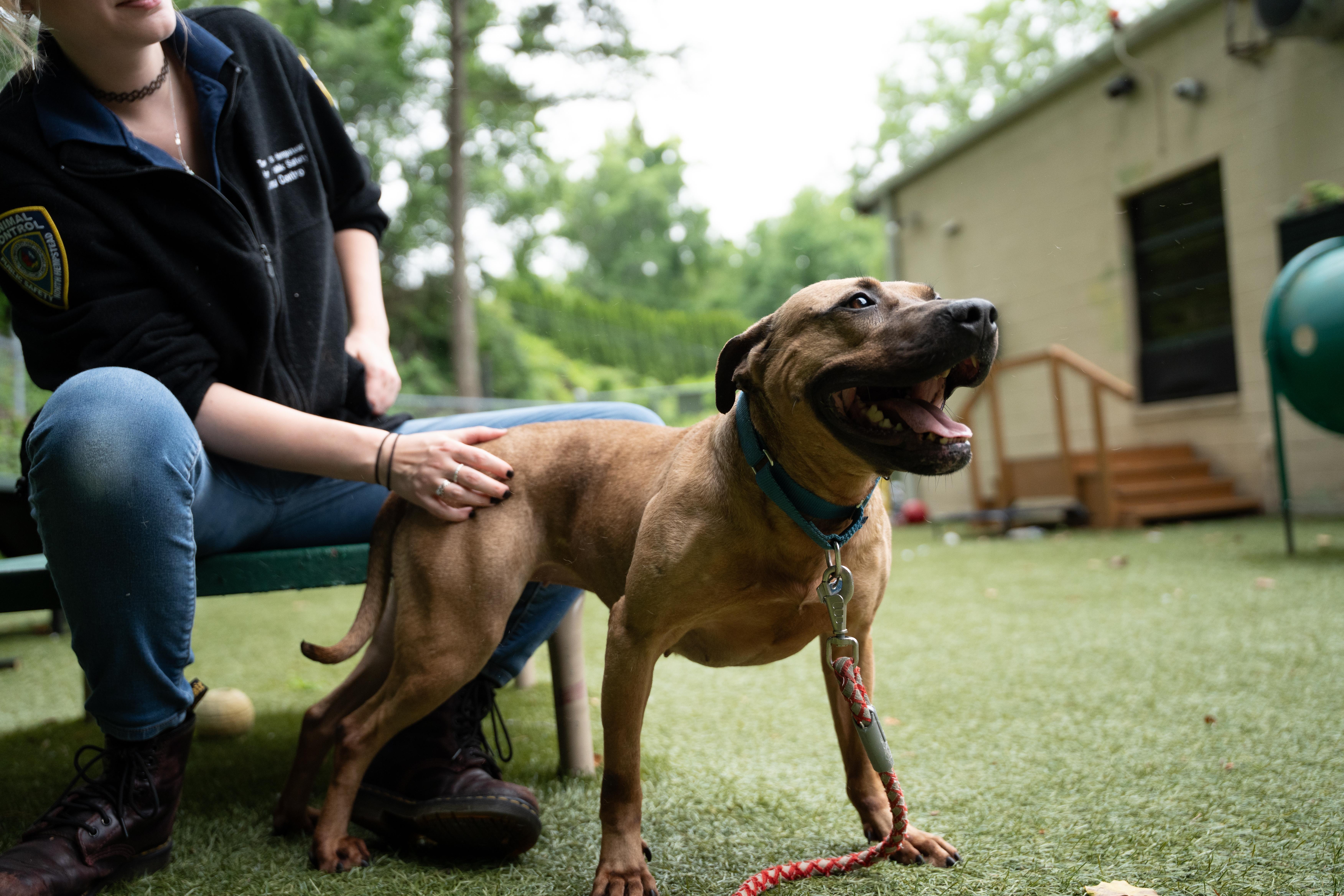 Enlarge Gucci, a Adoptable Pit Bull Terrier in Port Washington, NY image 5/6