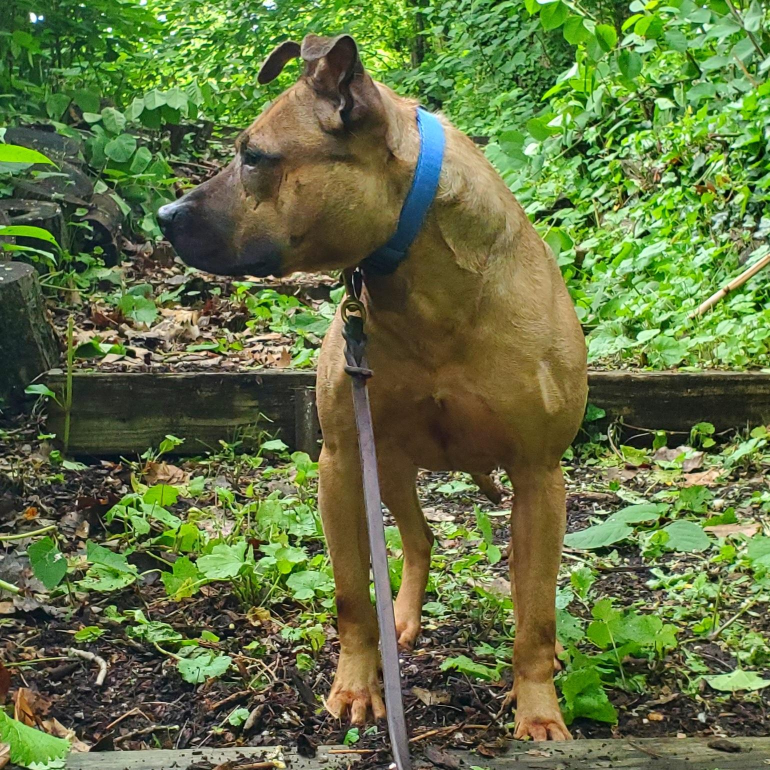 Enlarge Gucci, a Adoptable Pit Bull Terrier in Port Washington, NY image 5/5