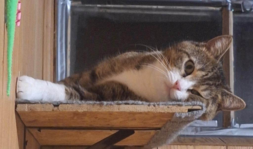 Tink, Adoptable, Young Male Domestic Short Hair.