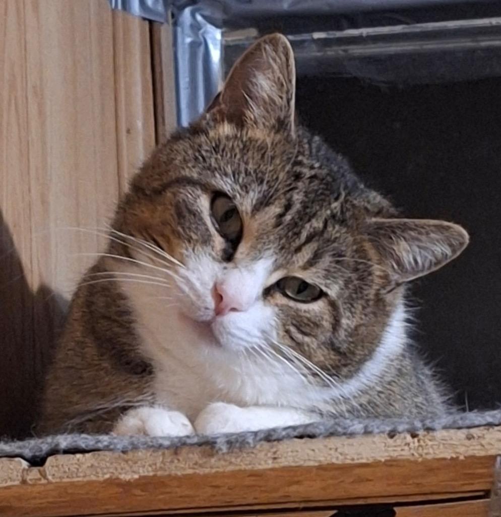 Tink, Adoptable, Young Male Domestic Short Hair.