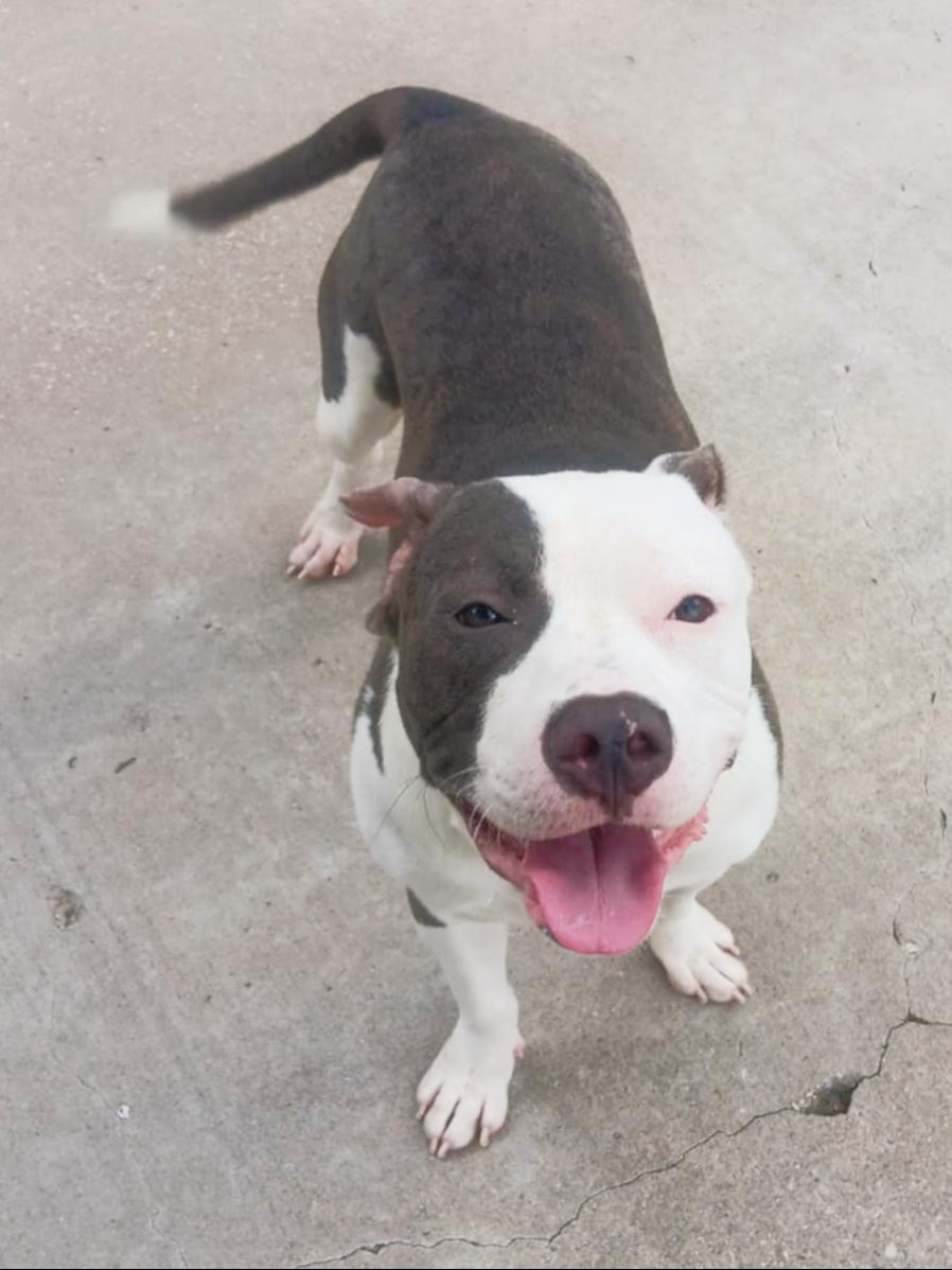 BAMBAM, Adoptable, Young Male American Staffordshire Terrier.