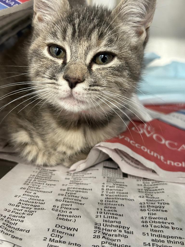 Enlarge Smokey PA, a Adopted mixed breed in Denham Springs, LA image 1/1