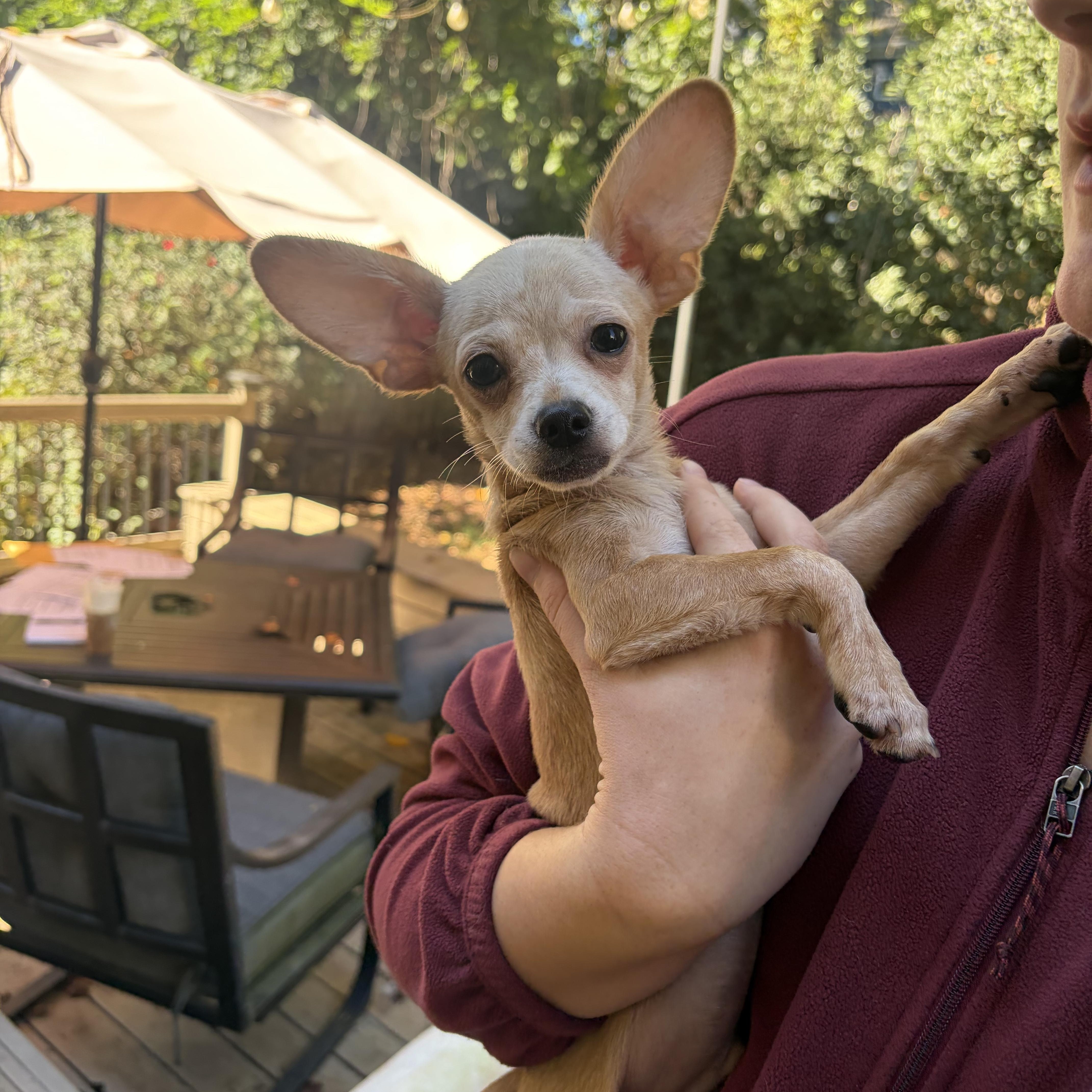 Nolan, Adopted, Puppy Male Chihuahua.