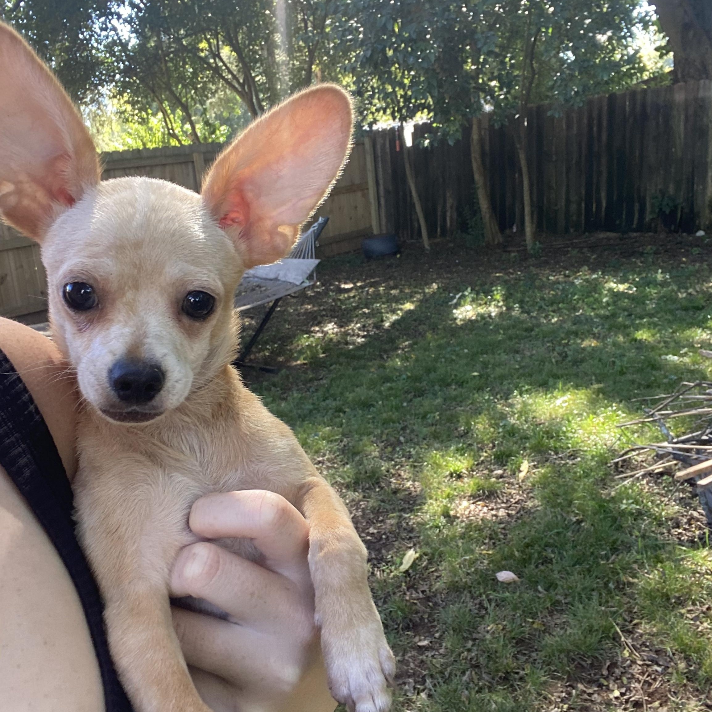 Enlarge Nolan, a Adopted mixed breed in Charlotte, NC image 2/4