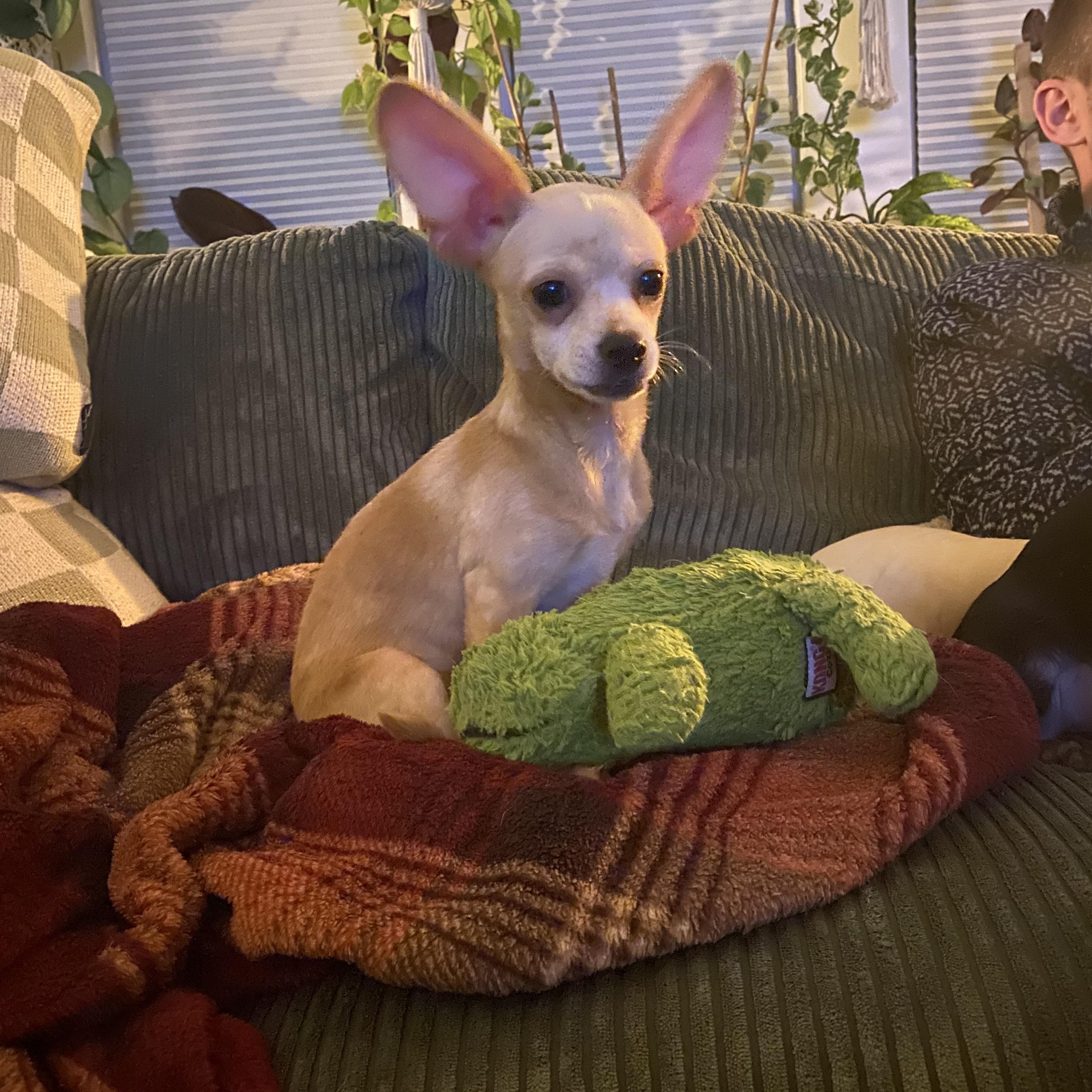 Enlarge Nolan, a Adopted mixed breed in Charlotte, NC image 3/4