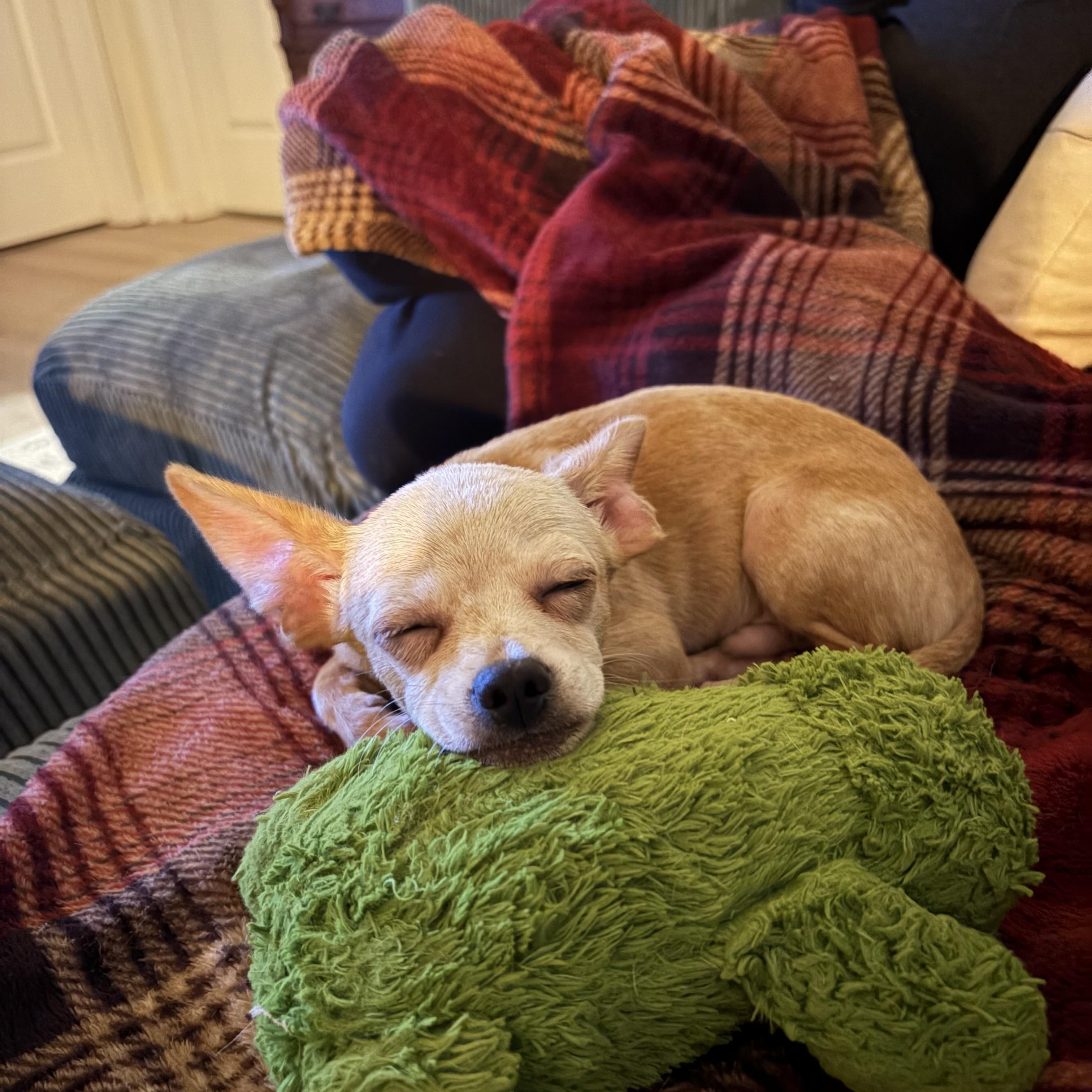 Enlarge Nolan, a Adopted mixed breed in Charlotte, NC image 4/4