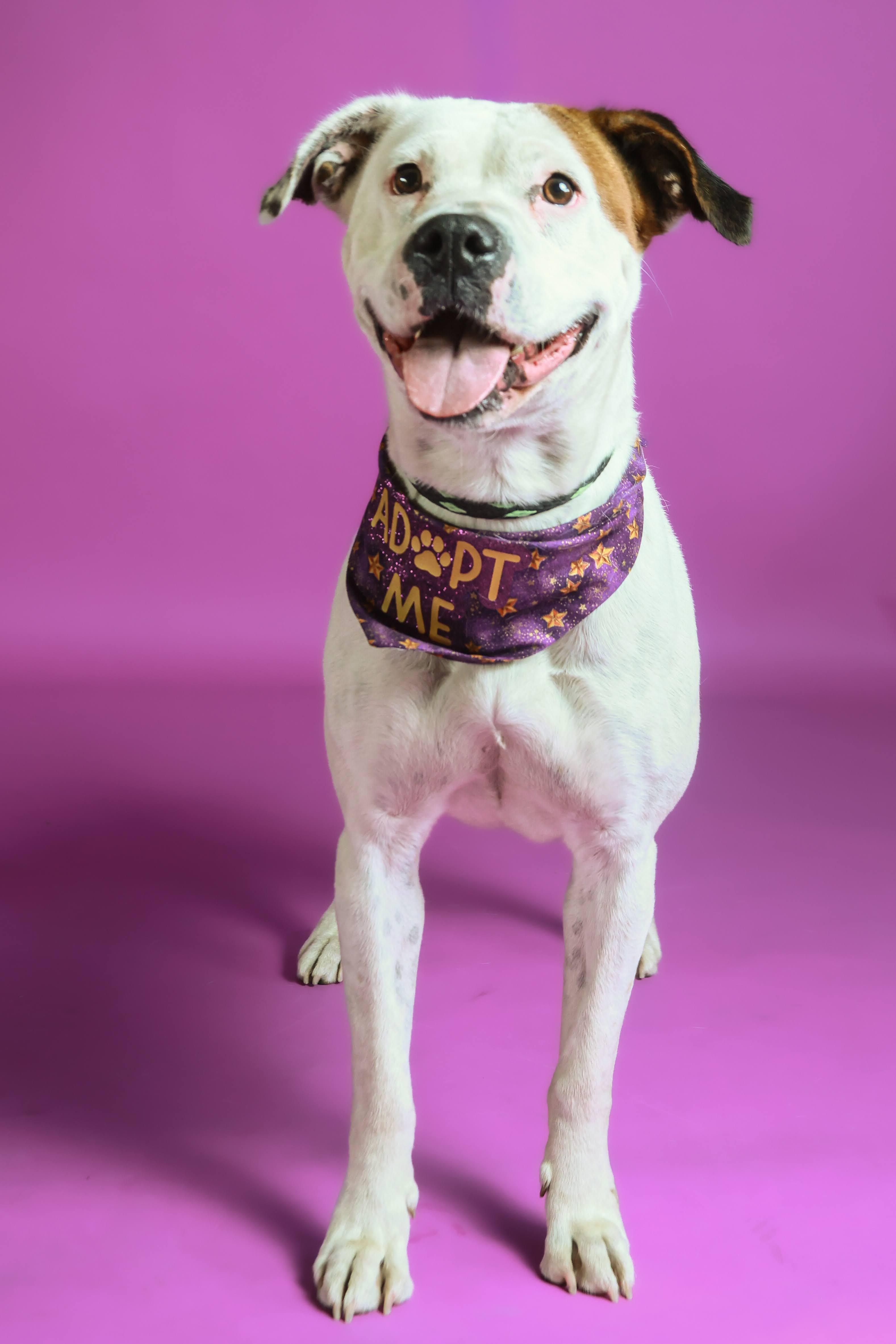 Mal (92339), ADOPTABLE, Adult Female Pit Bull Terrier.