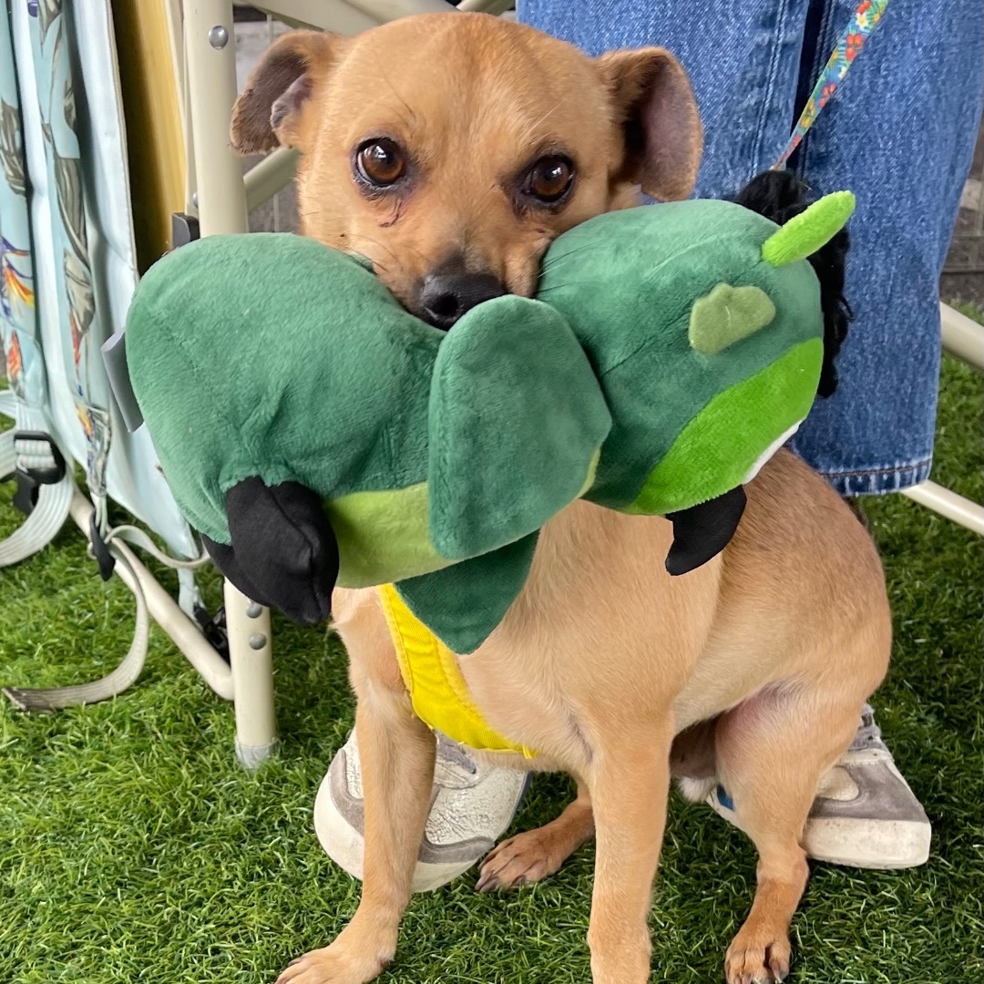 Funyun, a Adopted mixed breed in Chatsworth, CA image 1/3