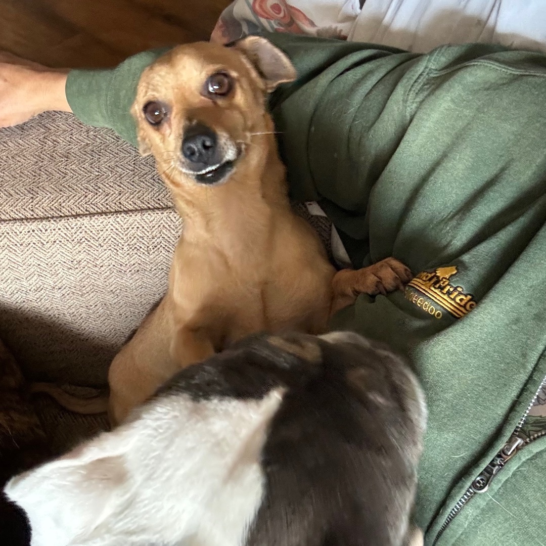 Funyun, a Adopted mixed breed in Chatsworth, CA image 2/3