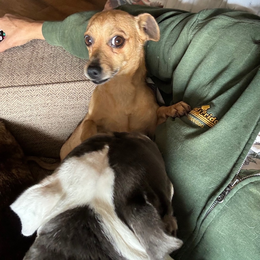 Funyun, a Adopted mixed breed in Chatsworth, CA image 3/3