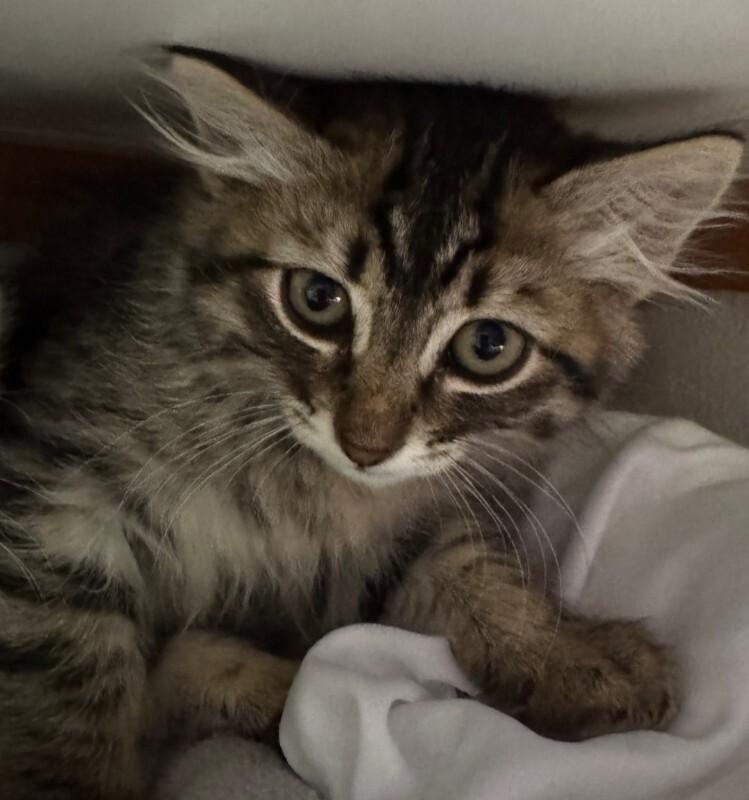 Enlarge Abbey, a Adoptable Tabby in Kennewick, WA image 1/1