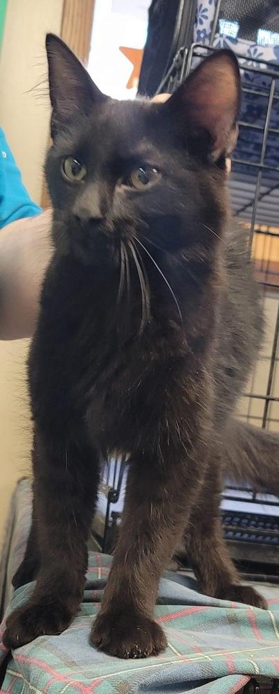 AC Starla/ Rico, Adopted, Young Male Domestic Medium Hair.