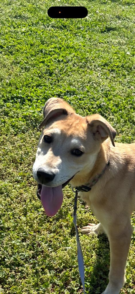 Enlarge Niko, a Adoptable mixed breed in Claremore, OK image 1/3