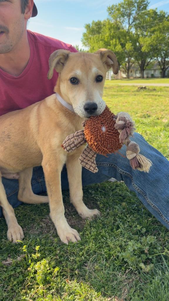 Enlarge Niko, a Adoptable mixed breed in Claremore, OK image 2/3