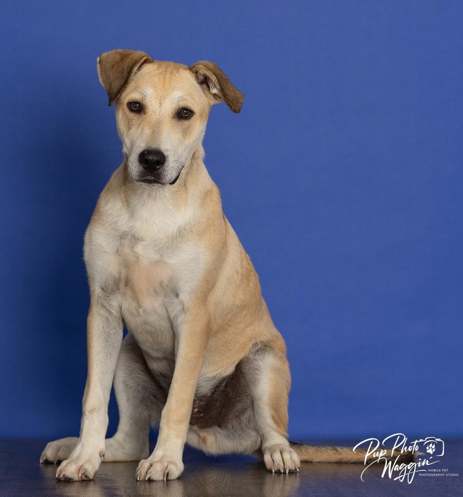 Enlarge Niko, a Adoptable mixed breed in Claremore, OK image 3/3