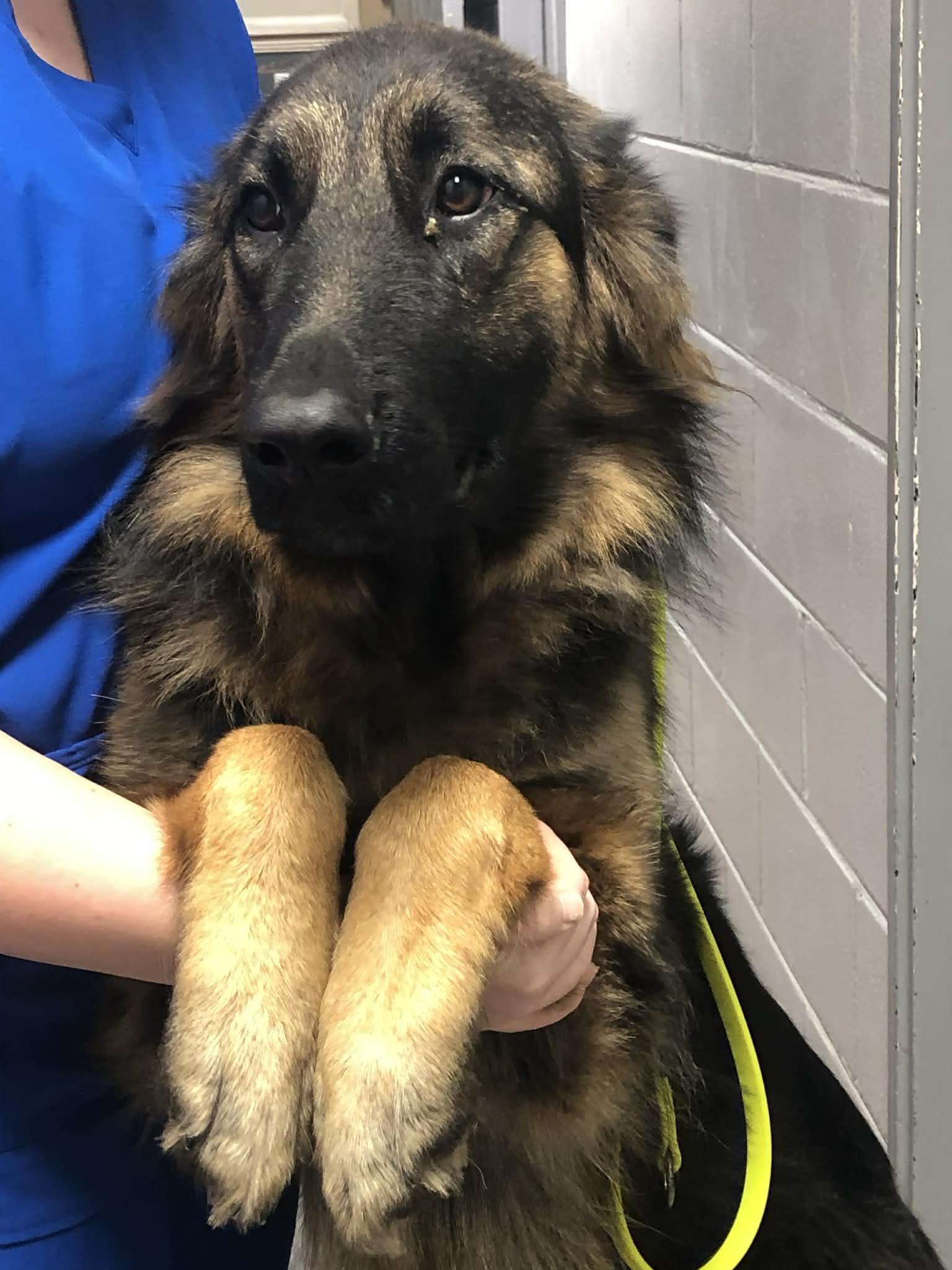 Jane, a Adoptable German Shepherd Dog in Palm Harbor, FL image 1/3