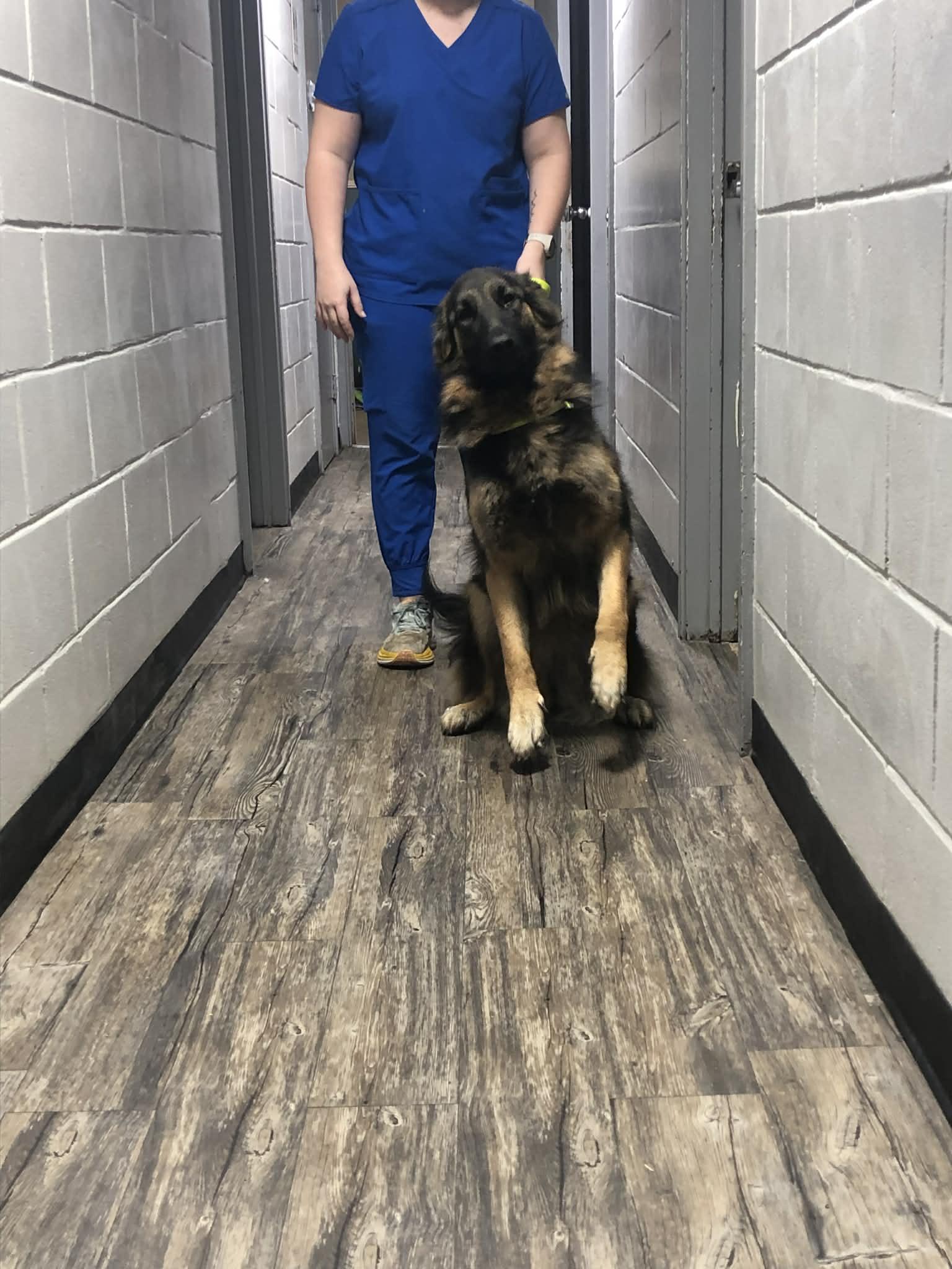 Jane, a Adoptable German Shepherd Dog in Palm Harbor, FL image 2/3