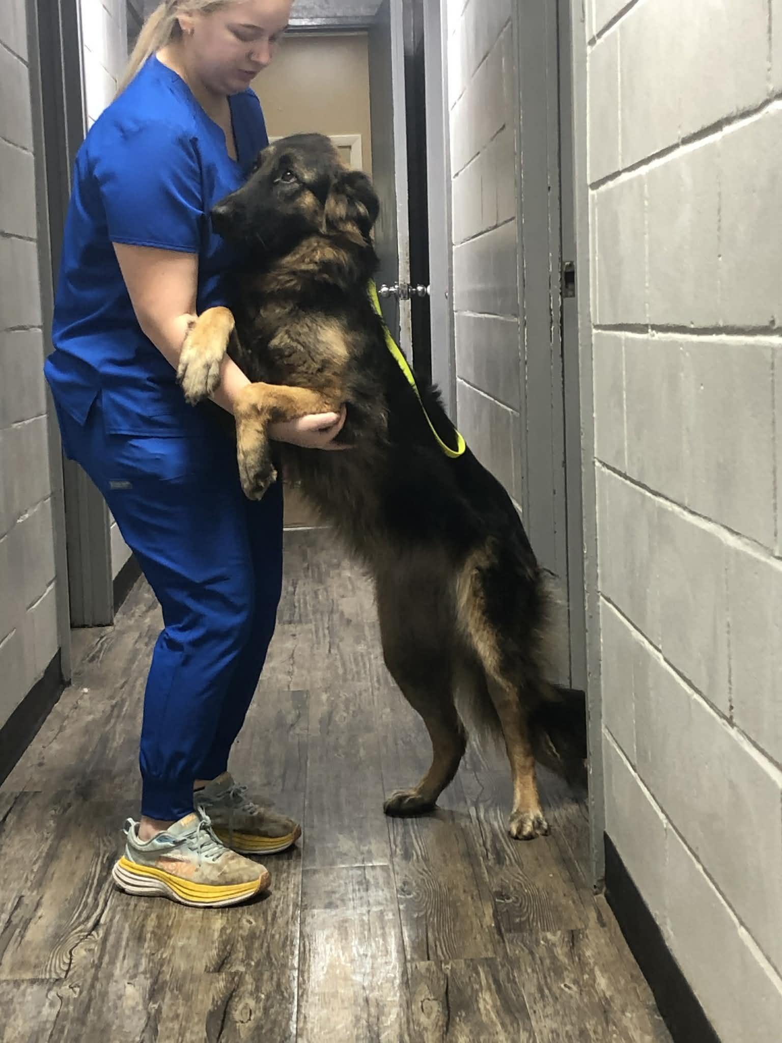 Jane, a Adoptable German Shepherd Dog in Palm Harbor, FL image 3/3