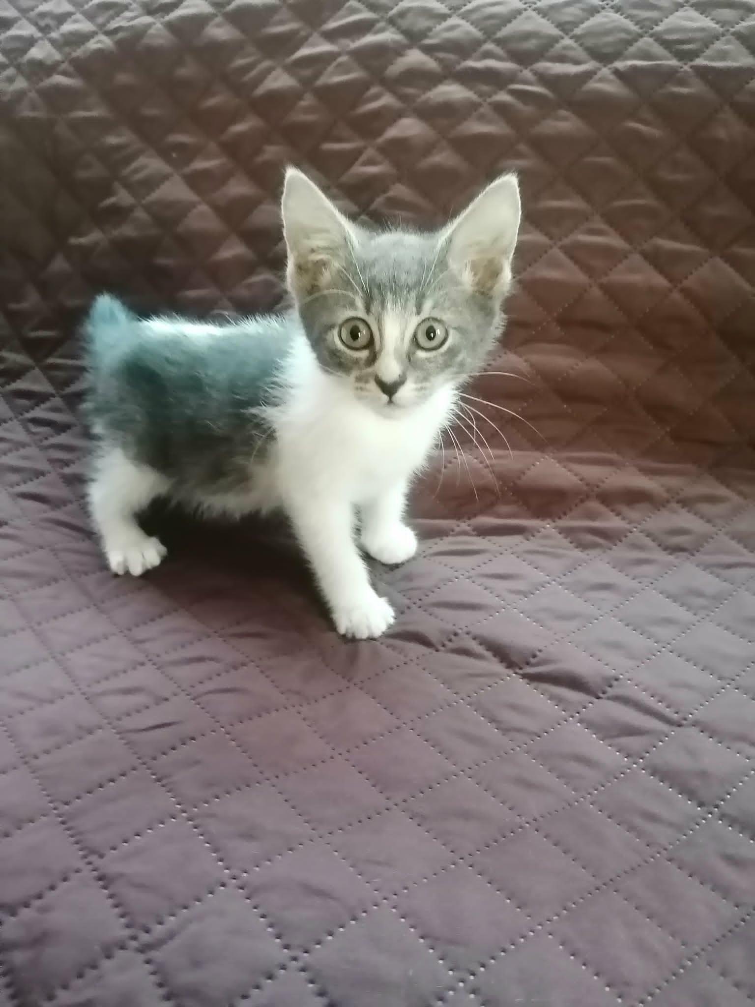 Sally, Adoptable, Kitten Female Domestic Short Hair & Tabby.