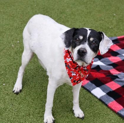 Bunny — thumbnail 3