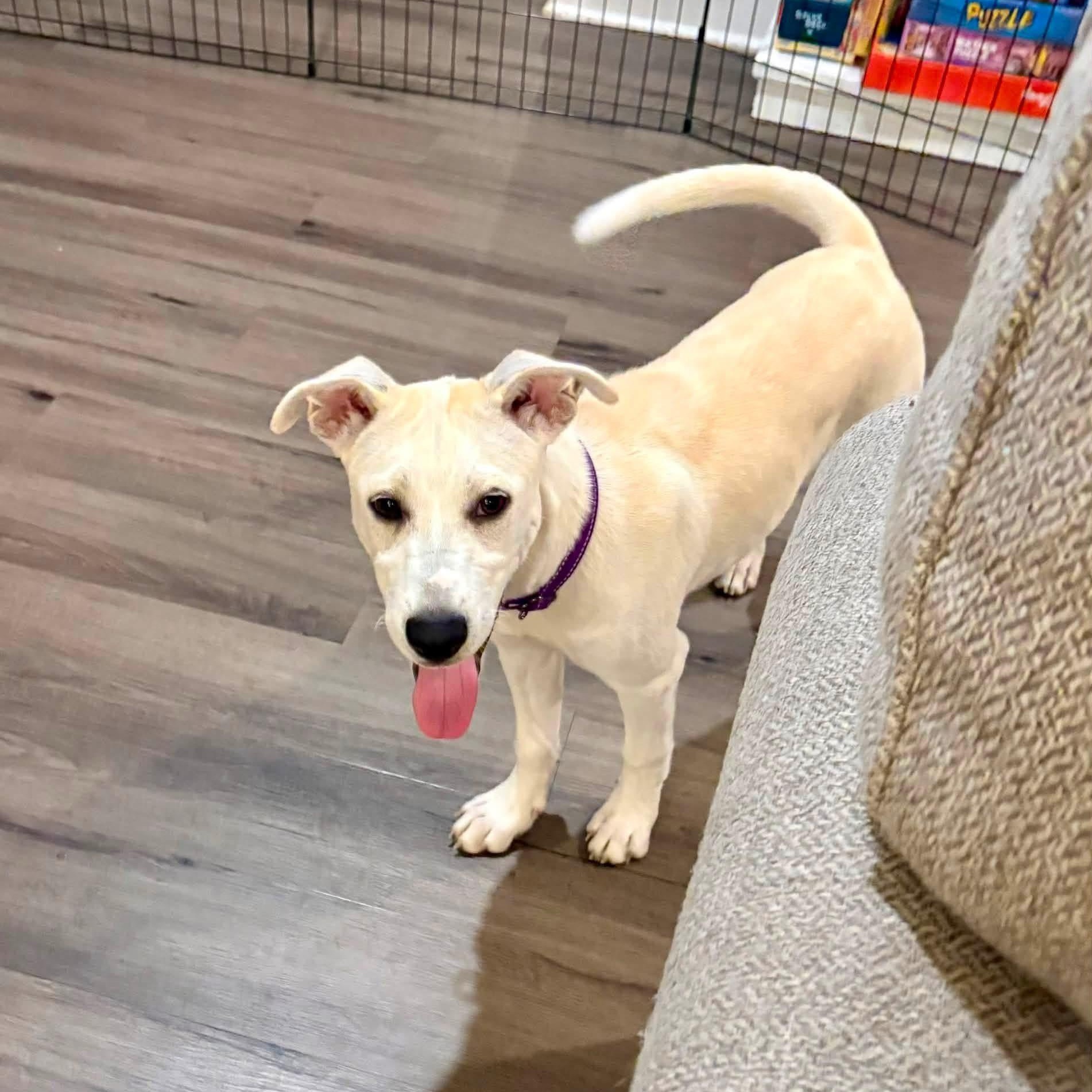 Ashlyn, ADOPTABLE, Puppy Female Husky.