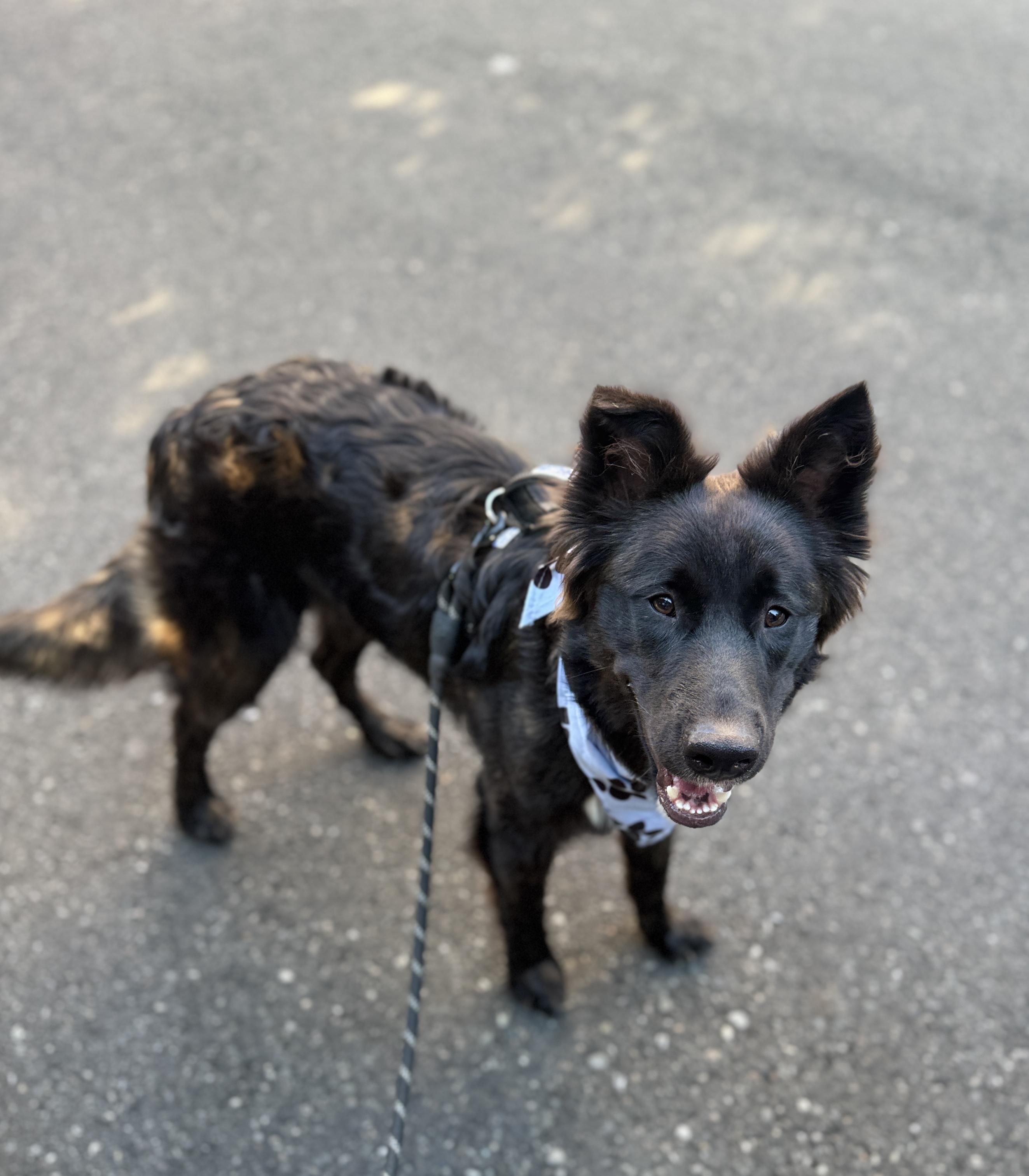 Enlarge Zydeco, a Adoptable mixed breed in lynnwood , WA image 2/6