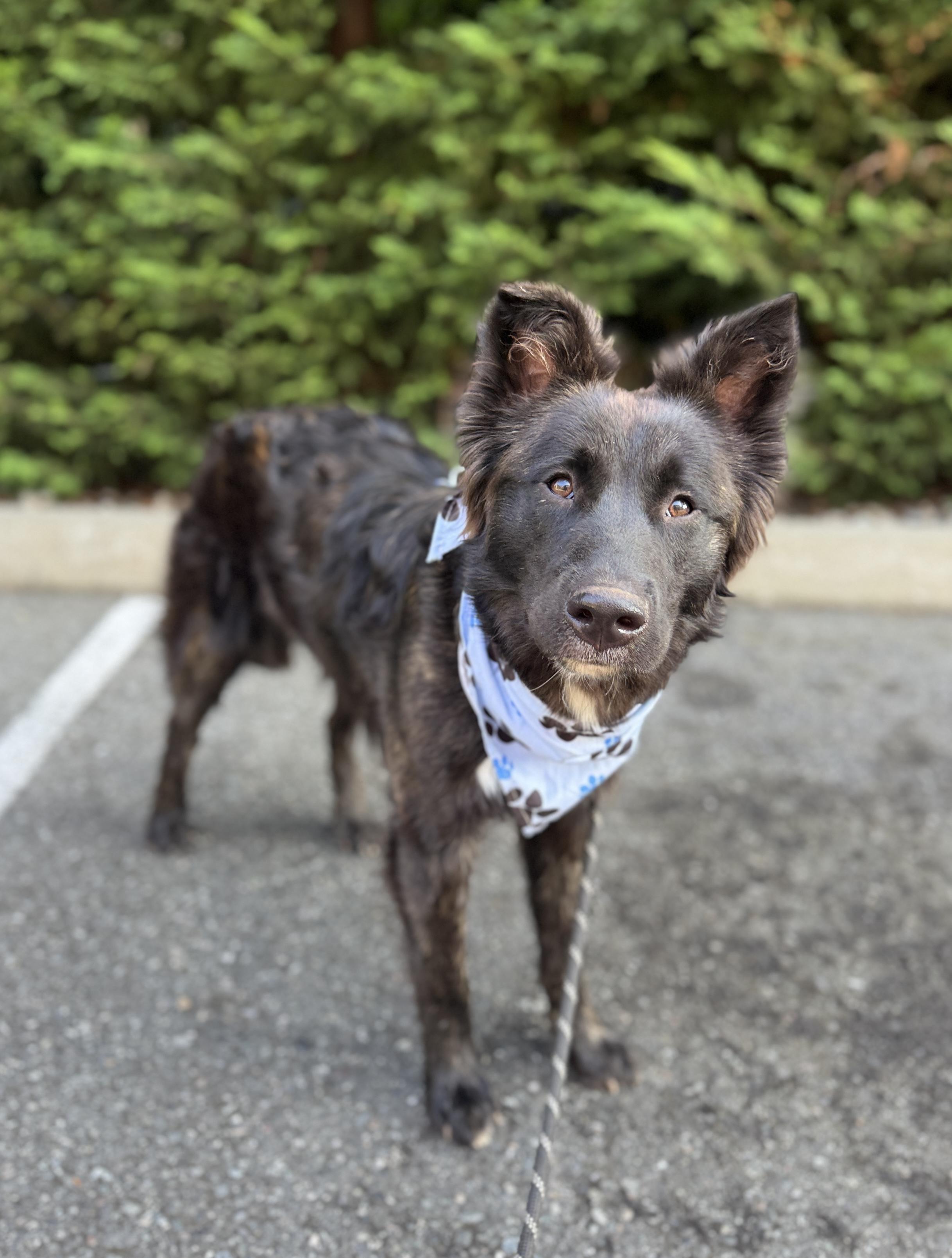 Enlarge Zydeco, a Adoptable mixed breed in lynnwood , WA image 3/6