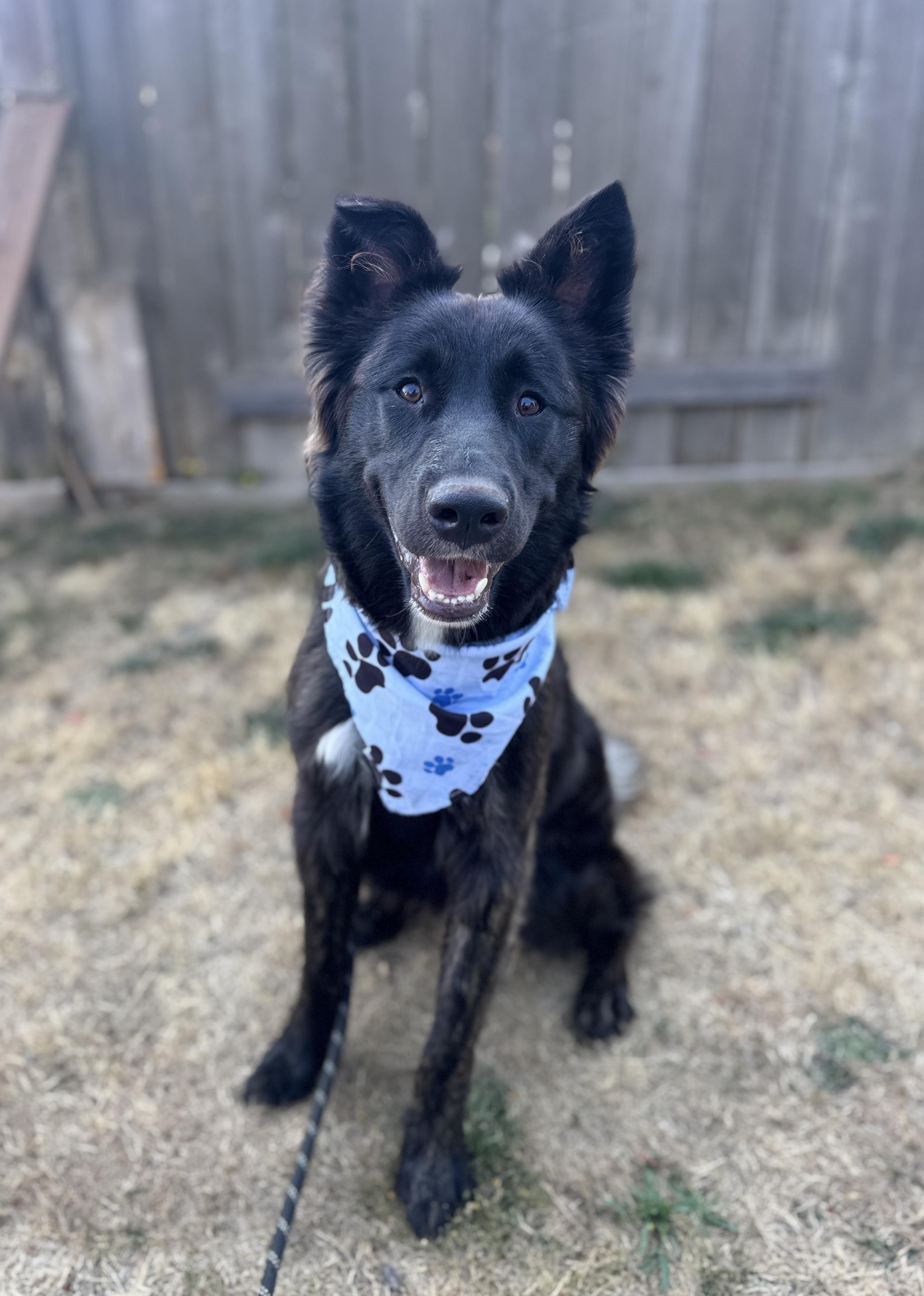 Enlarge Zydeco, a Adoptable mixed breed in lynnwood , WA image 6/6