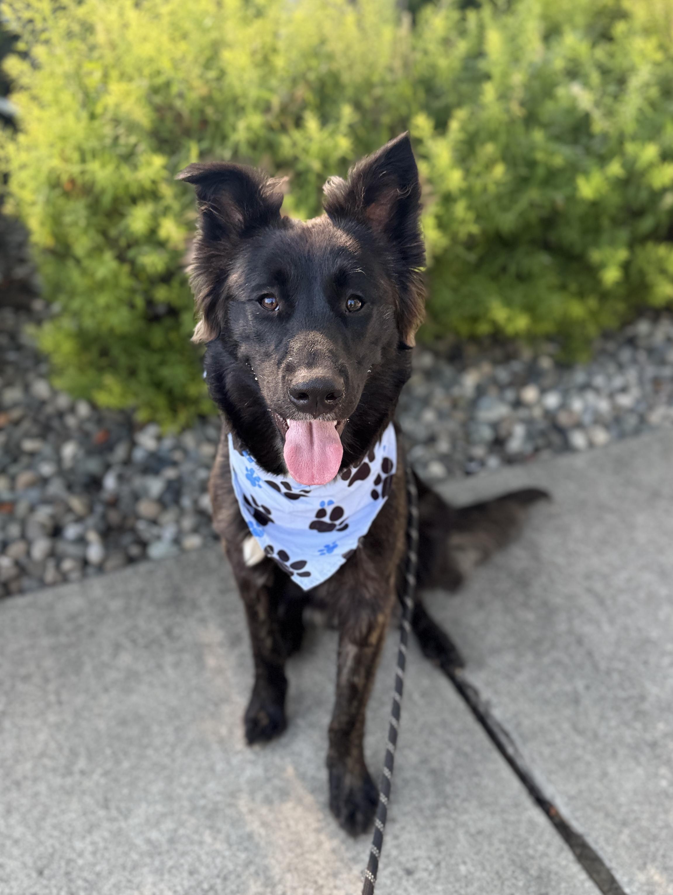 Enlarge Zydeco, a Adoptable mixed breed in lynnwood , WA image 1/6