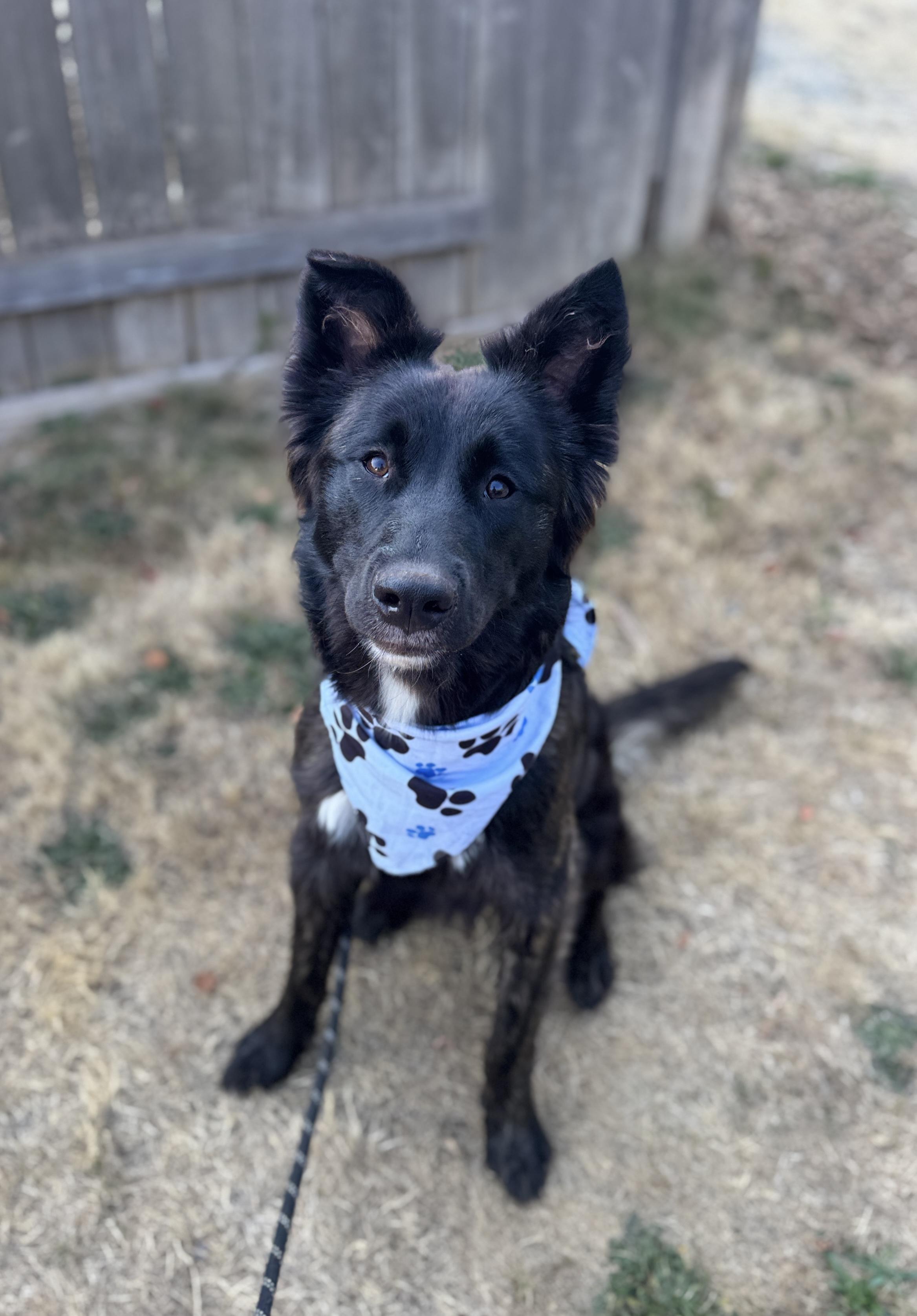 Enlarge Zydeco, a Adoptable mixed breed in lynnwood , WA image 5/6