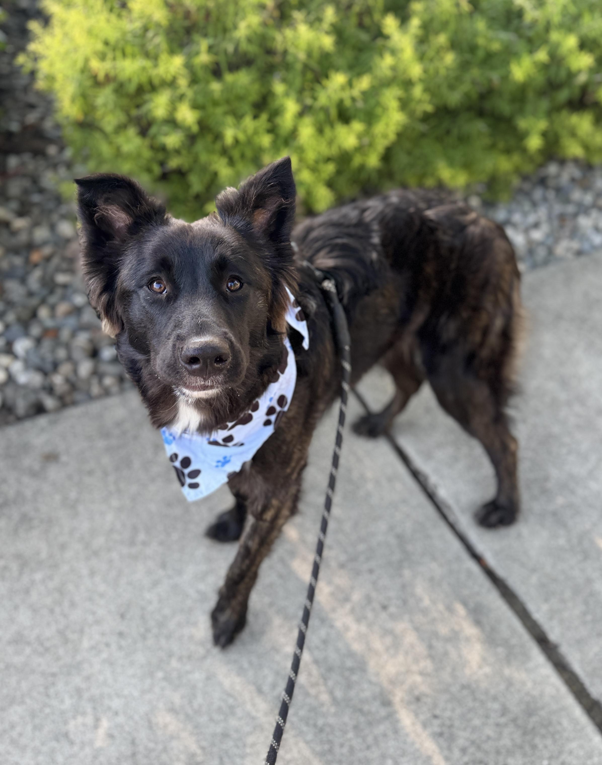 Enlarge Zydeco, a Adoptable mixed breed in lynnwood , WA image 4/6