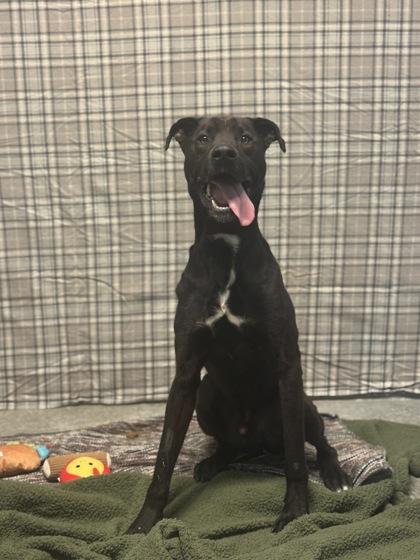 Rhino, Adoptable, Adult Male Labrador Retriever & Mixed Breed.
