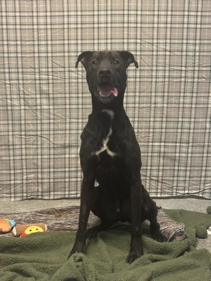 Rhino, a Adoptable mixed breed in Columbus, IN image 2/2