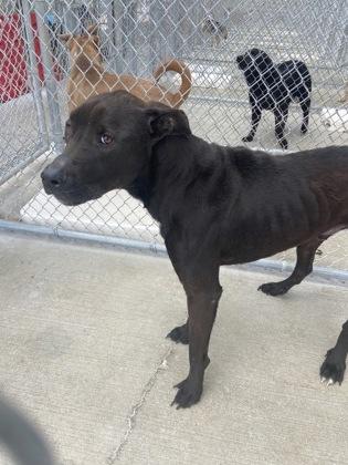 Enlarge Rhino, a Adoptable mixed breed in Columbus, IN image 2/3