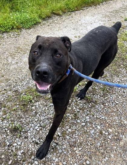Rhino, Adoptable, Adult Male Labrador Retriever & Mixed Breed.