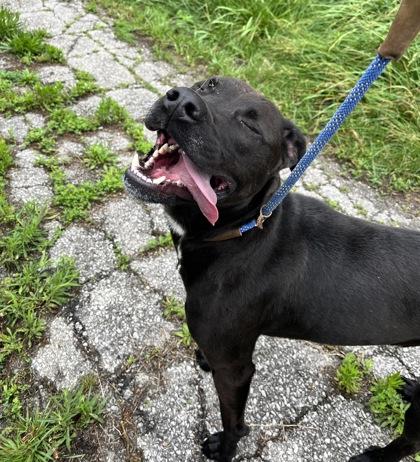 Enlarge Rhino, a Adoptable mixed breed in Columbus, IN image 2/3