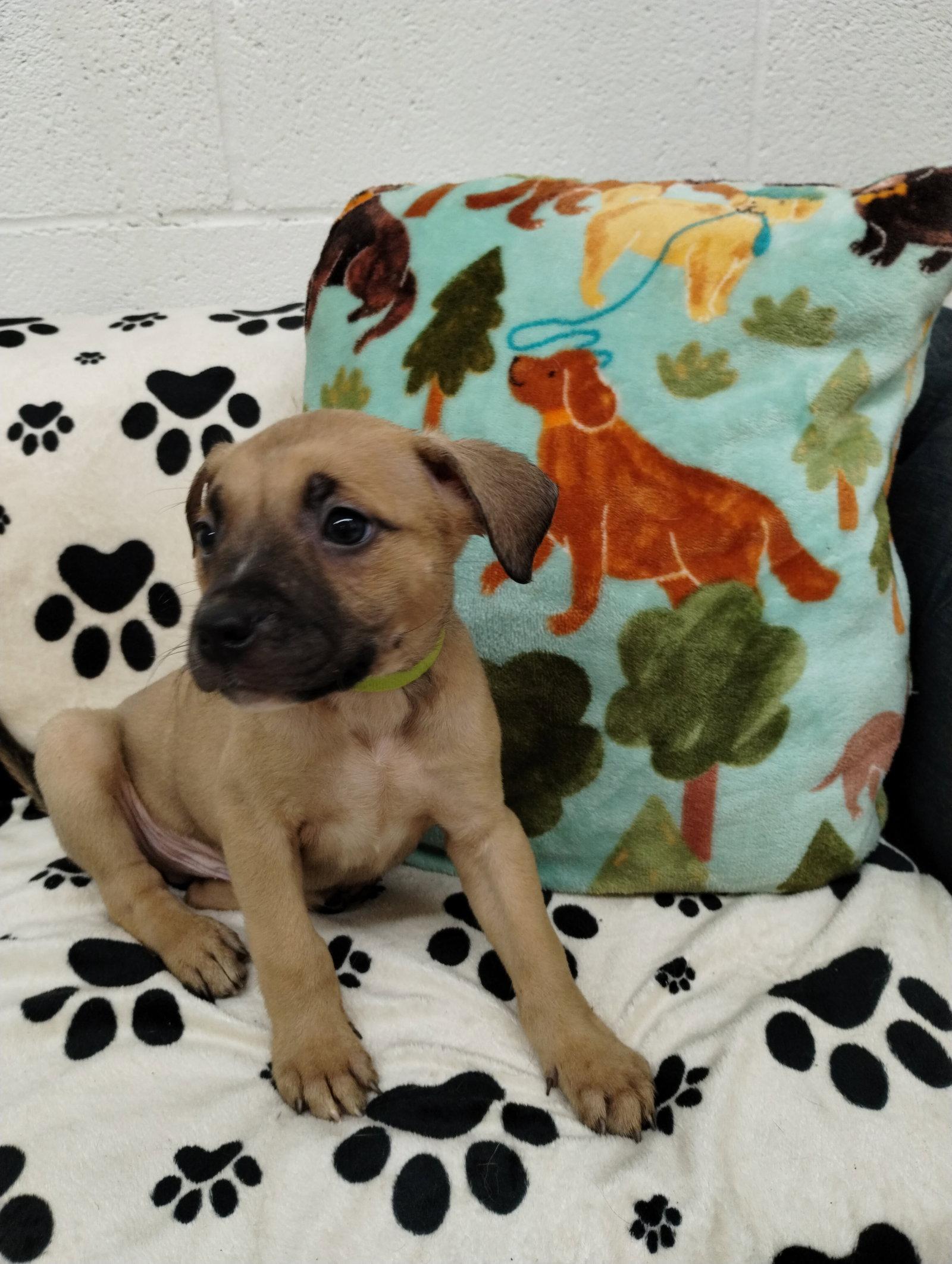 Enlarge Silver, a Adoptable Mixed Breed in York, SC image 1/3
