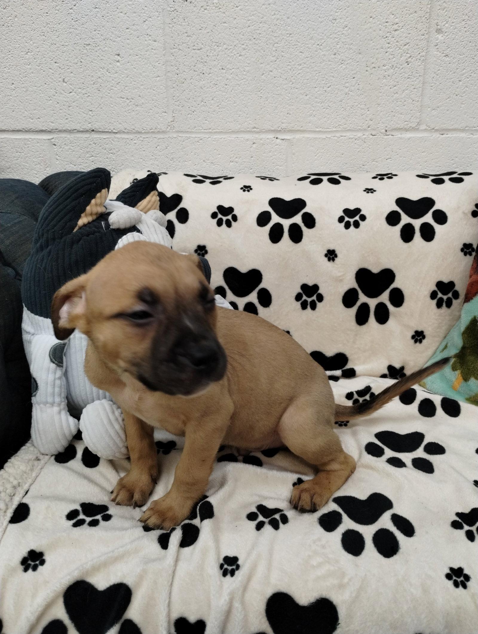 Enlarge Silver, a Adoptable Mixed Breed in York, SC image 2/3