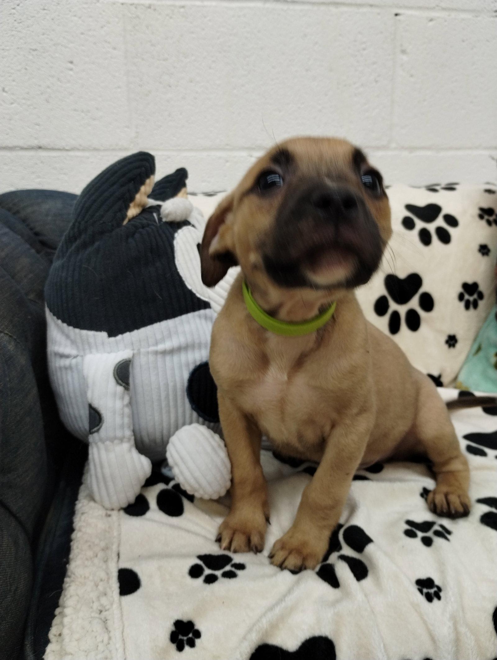 Enlarge Silver, a Adoptable Mixed Breed in York, SC image 3/3