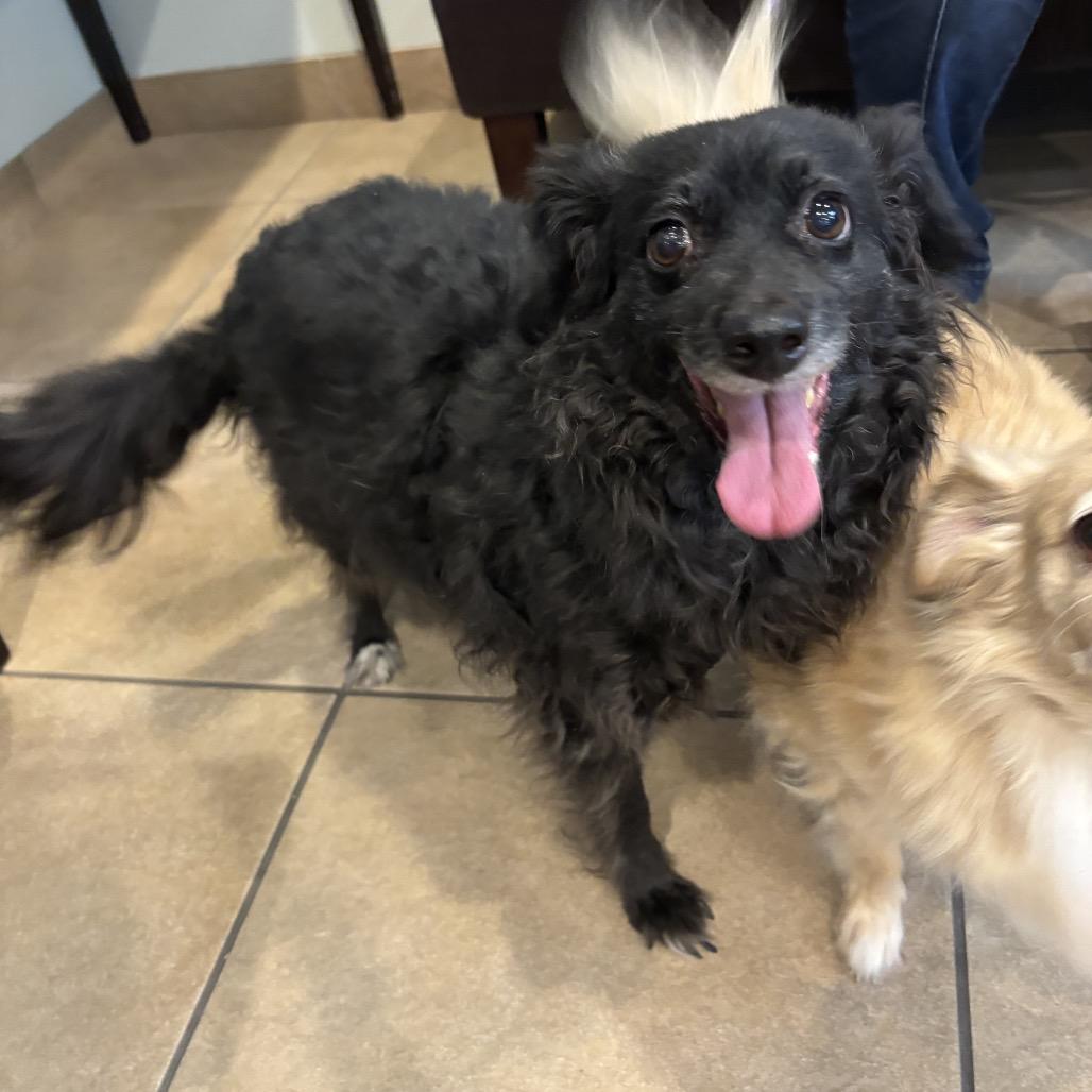 Maggie, Adoptable, Senior Female Toy Fox Terrier & Poodle.