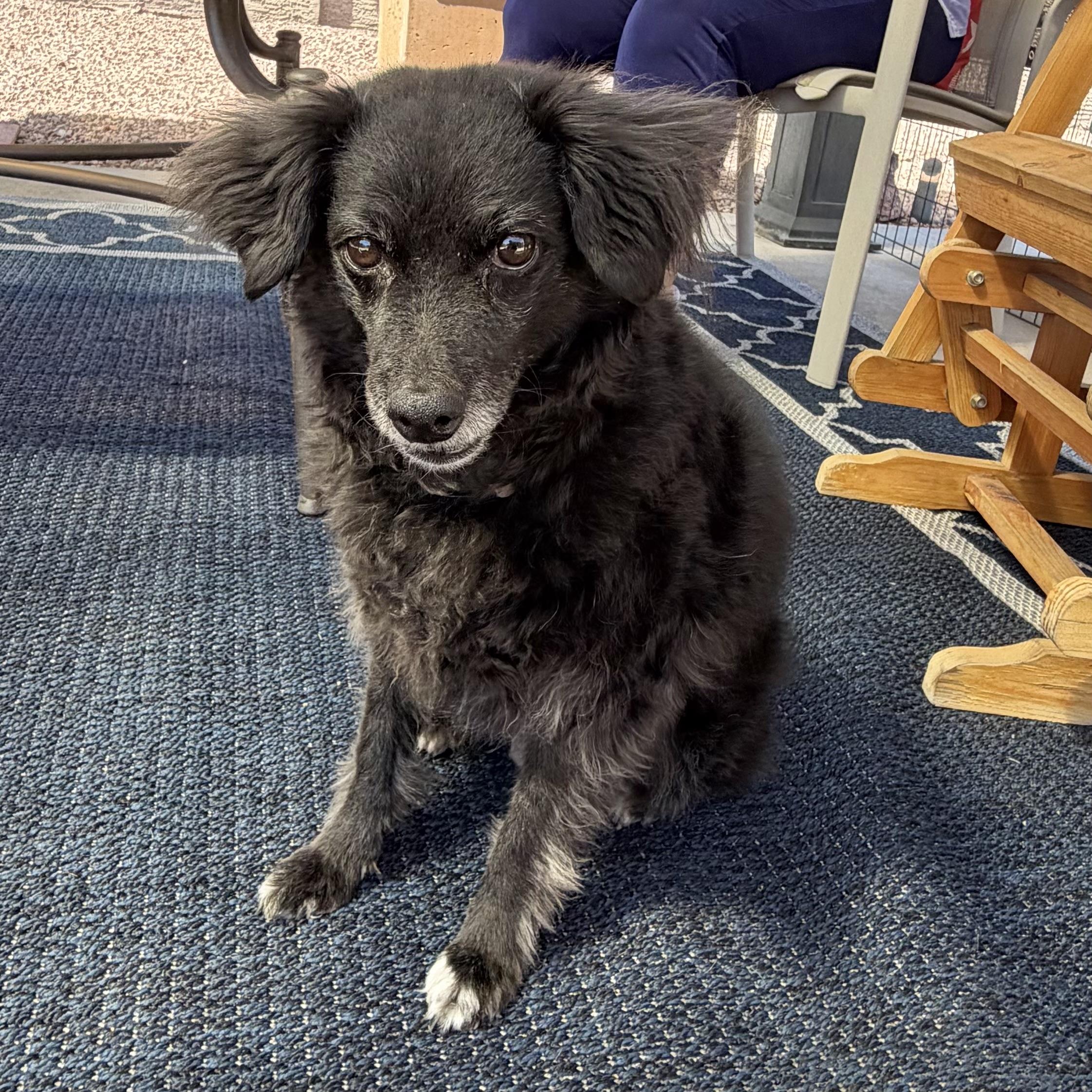 Maggie, Adoptable, Senior Female Toy Fox Terrier & Poodle.