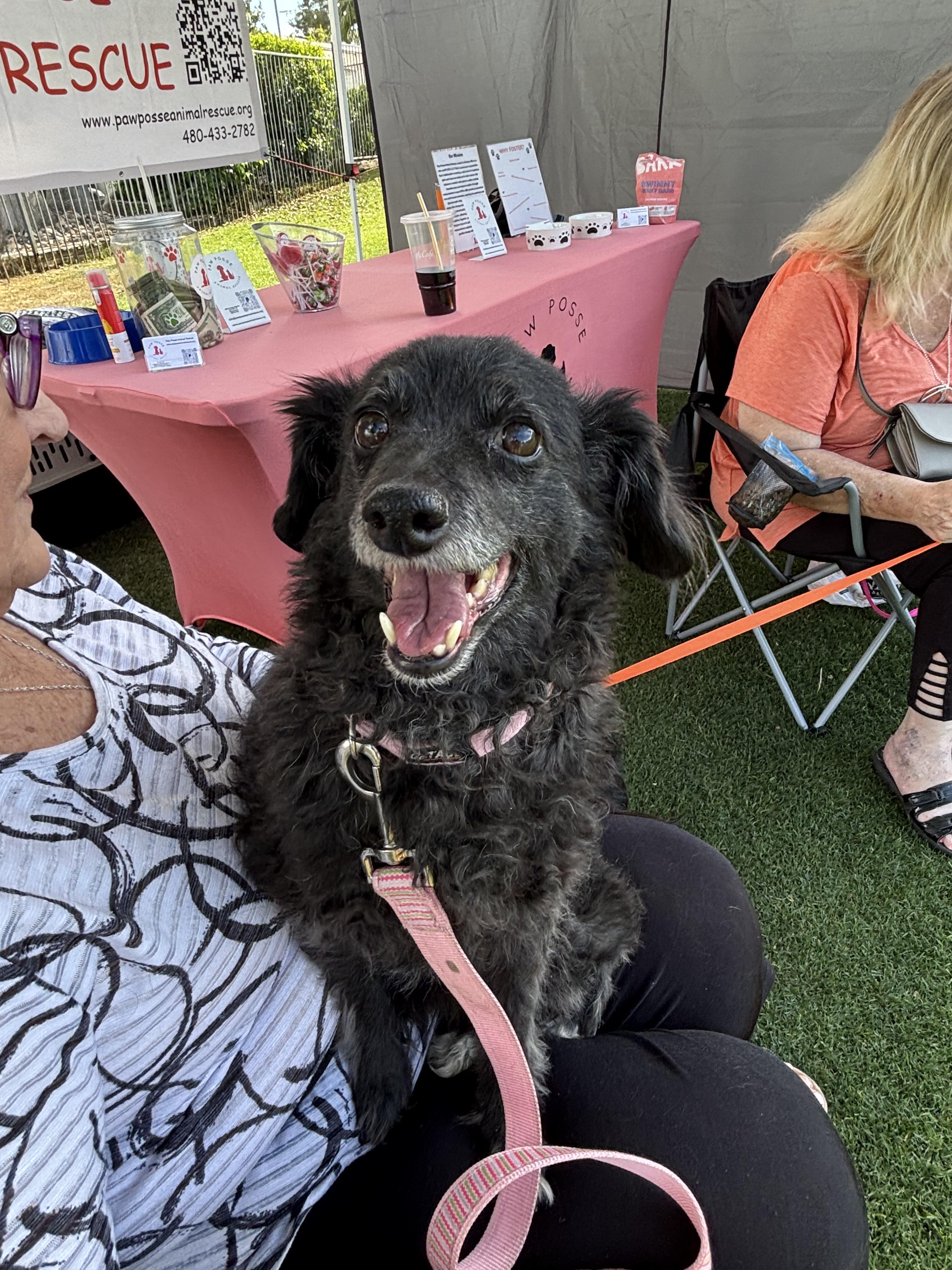 Enlarge Maggie, a Adoptable mixed breed in Phoenix, AZ image 5/6